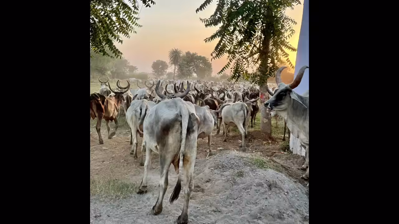 Indian Winter