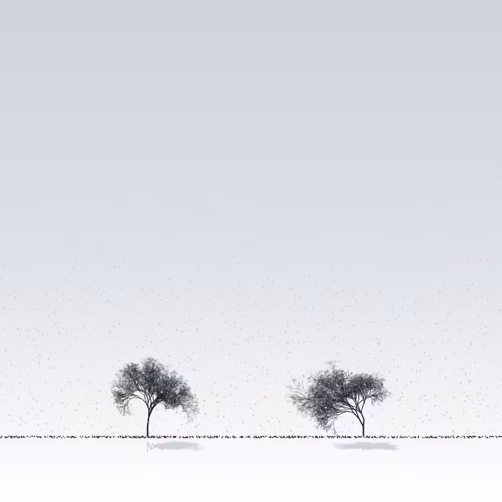 Sakuras in the snow #2