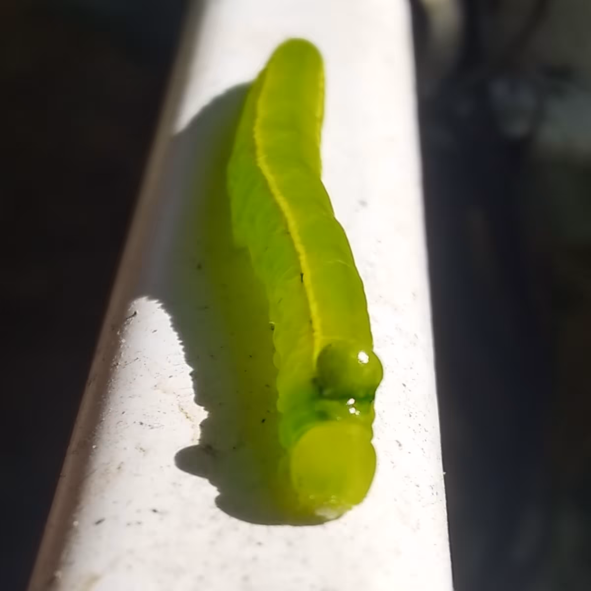 Bug #4