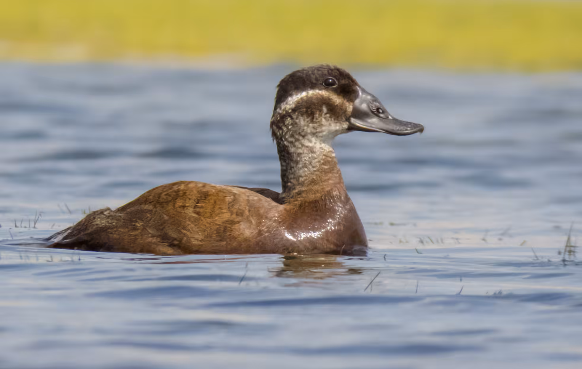 White_headedduck (Endangered) EN