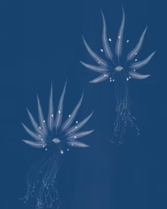 Cyanotypes #247