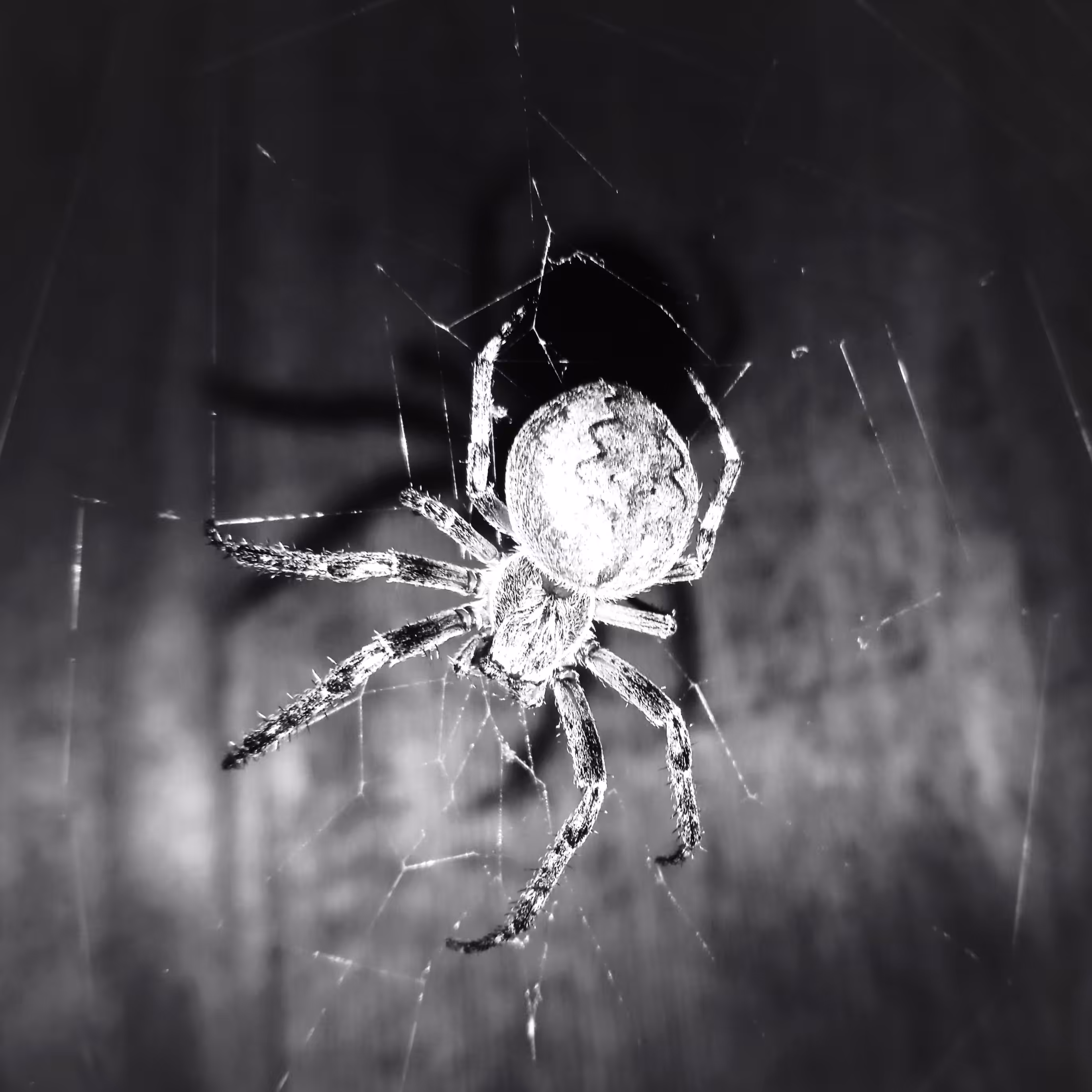 Spider