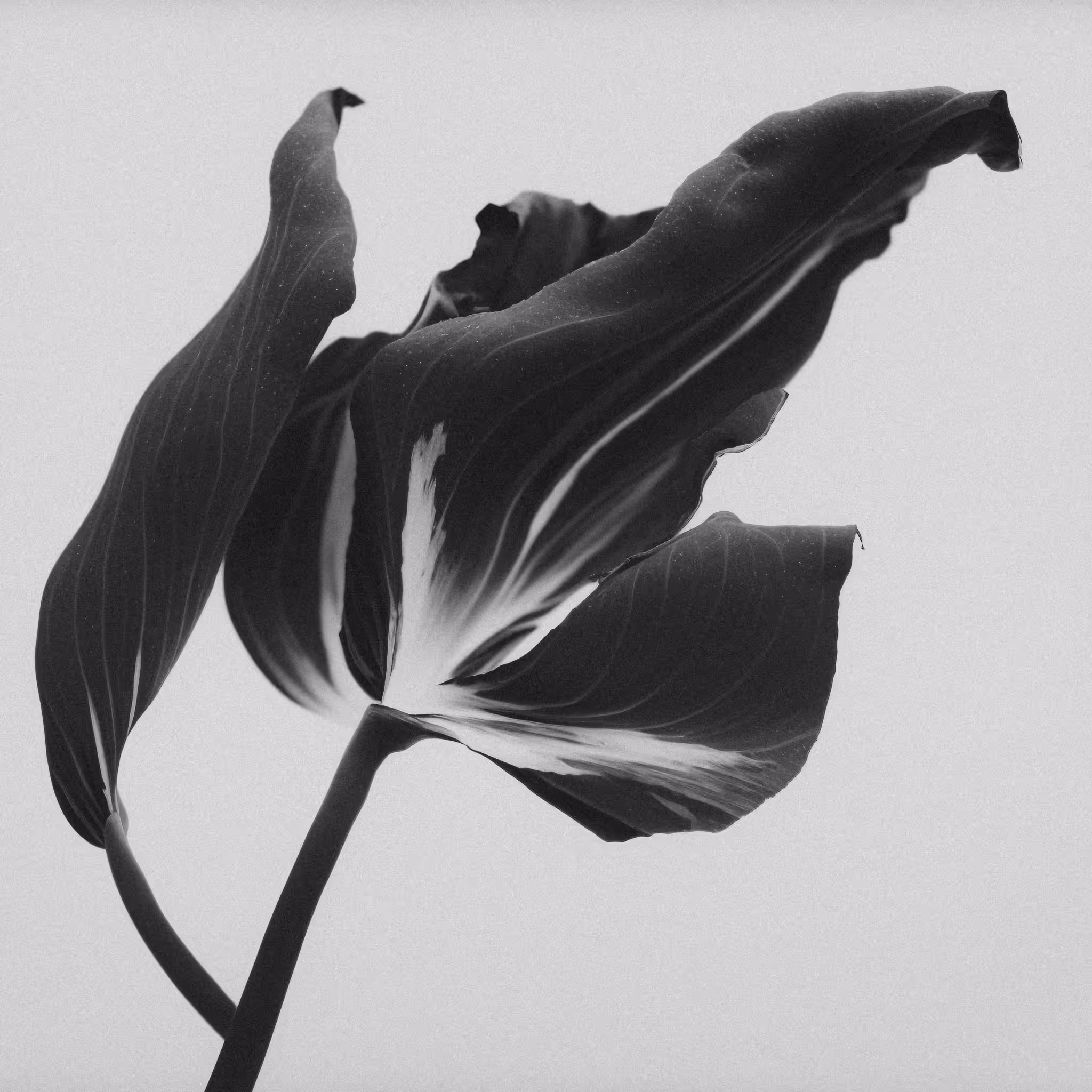 Tulip, Platinum Palladium Print, 2022
