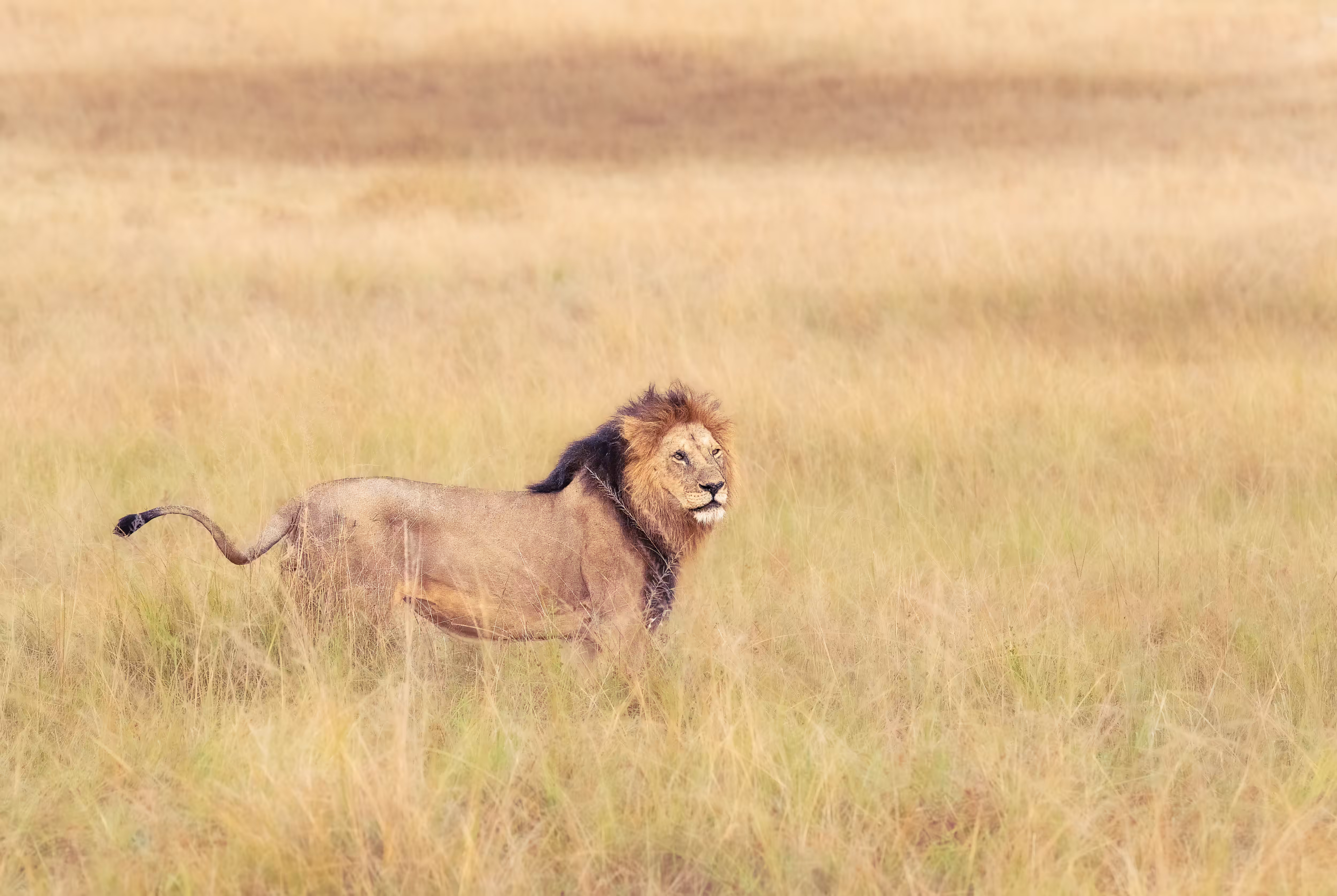 The King of Savanah 