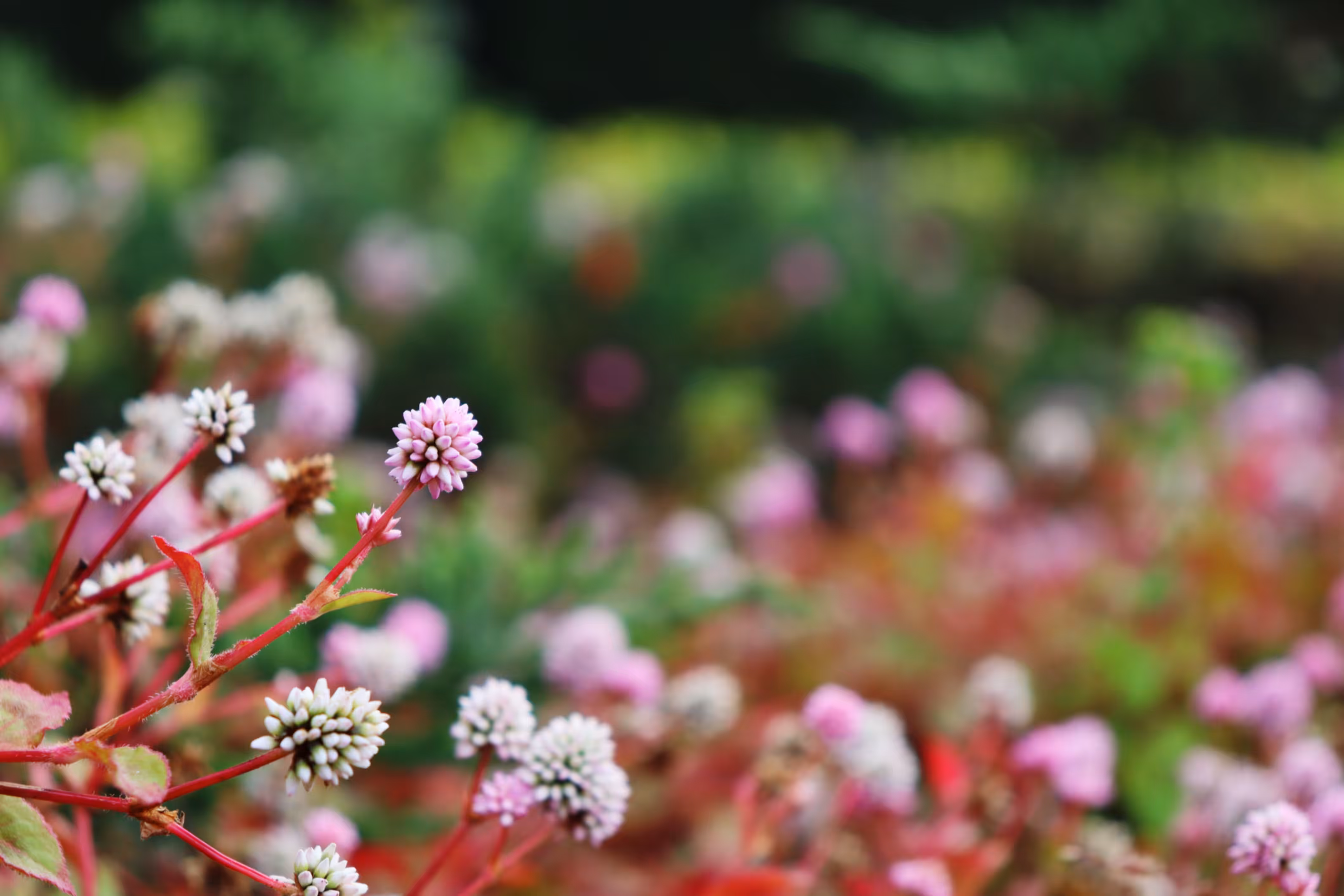 Tiny Bloom
