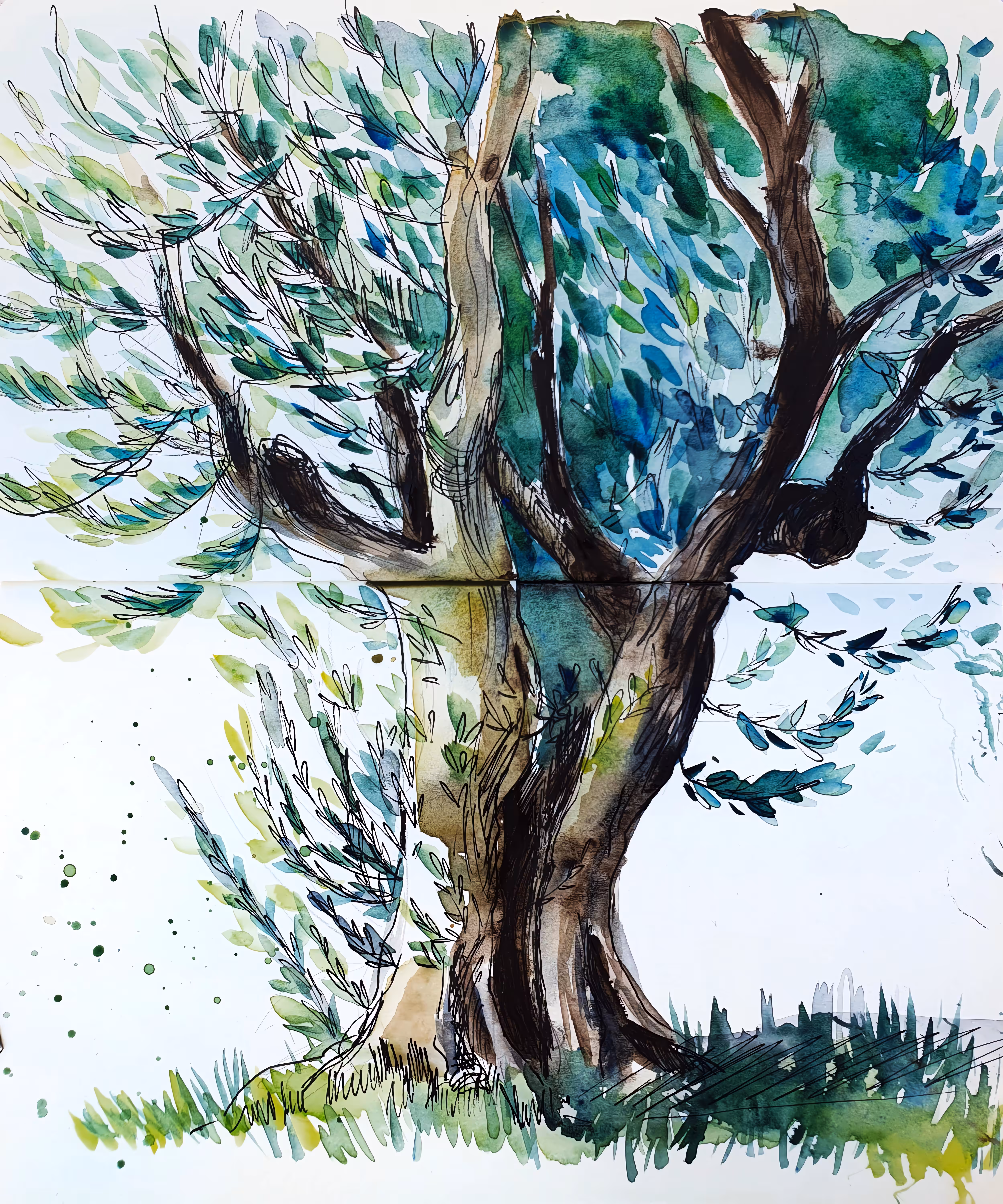 Old Olive Tree 