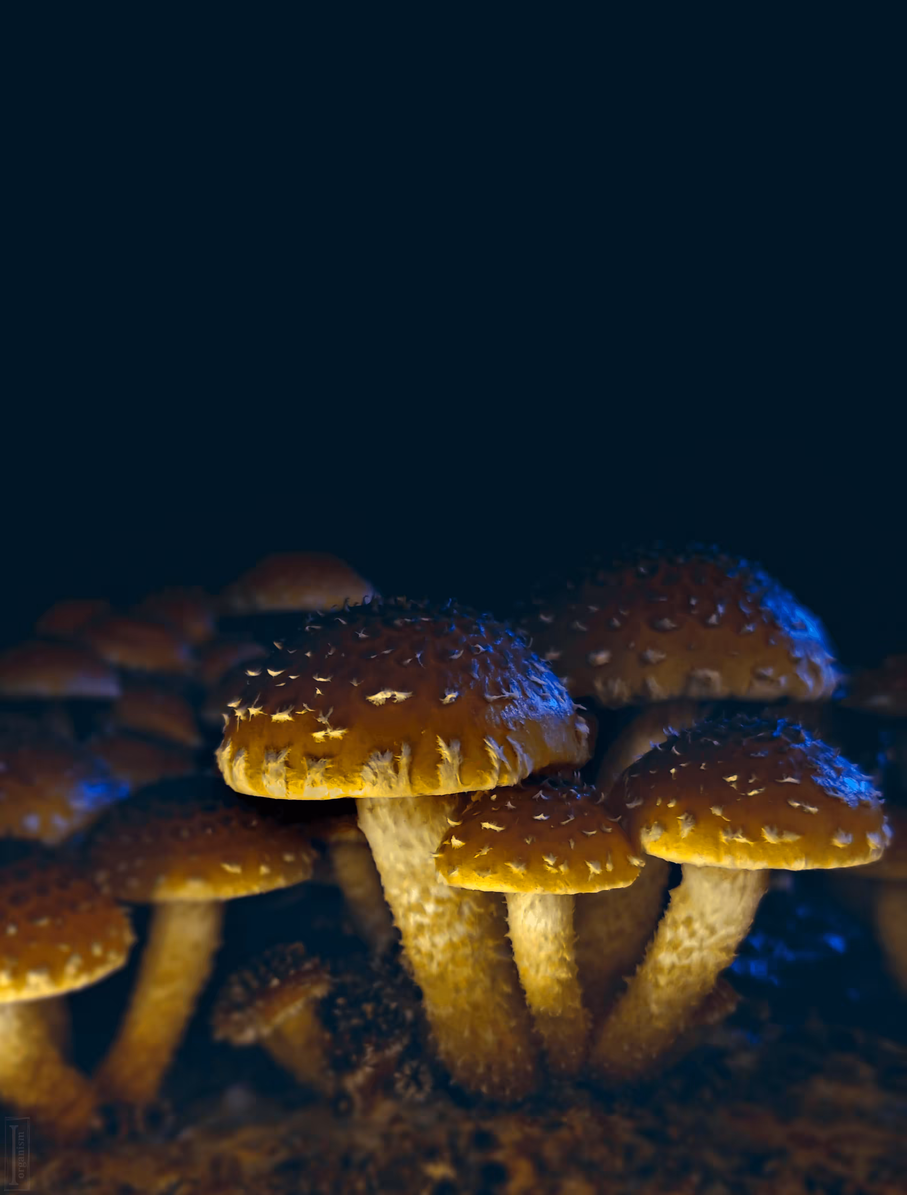 "Midnight Chestnut"