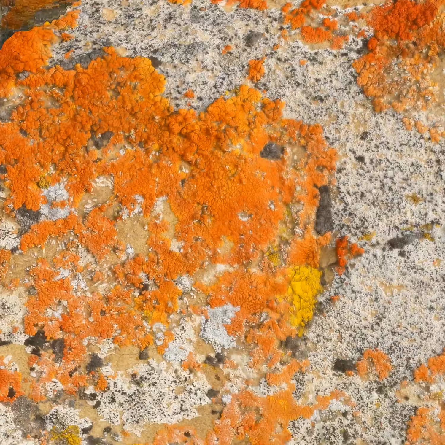 Textilographic Rock and Lichen, Yellowstone, #3