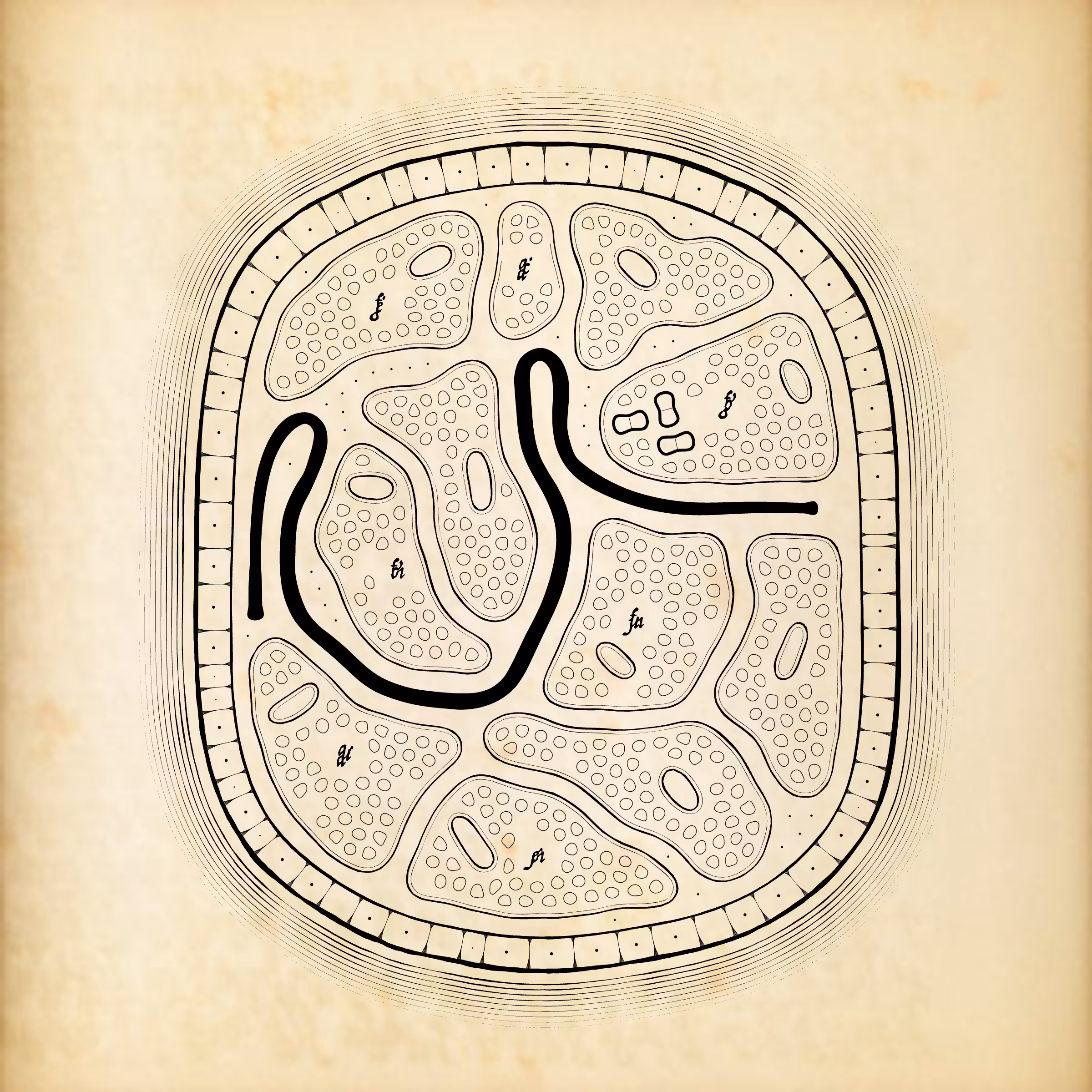 Cytographia #305