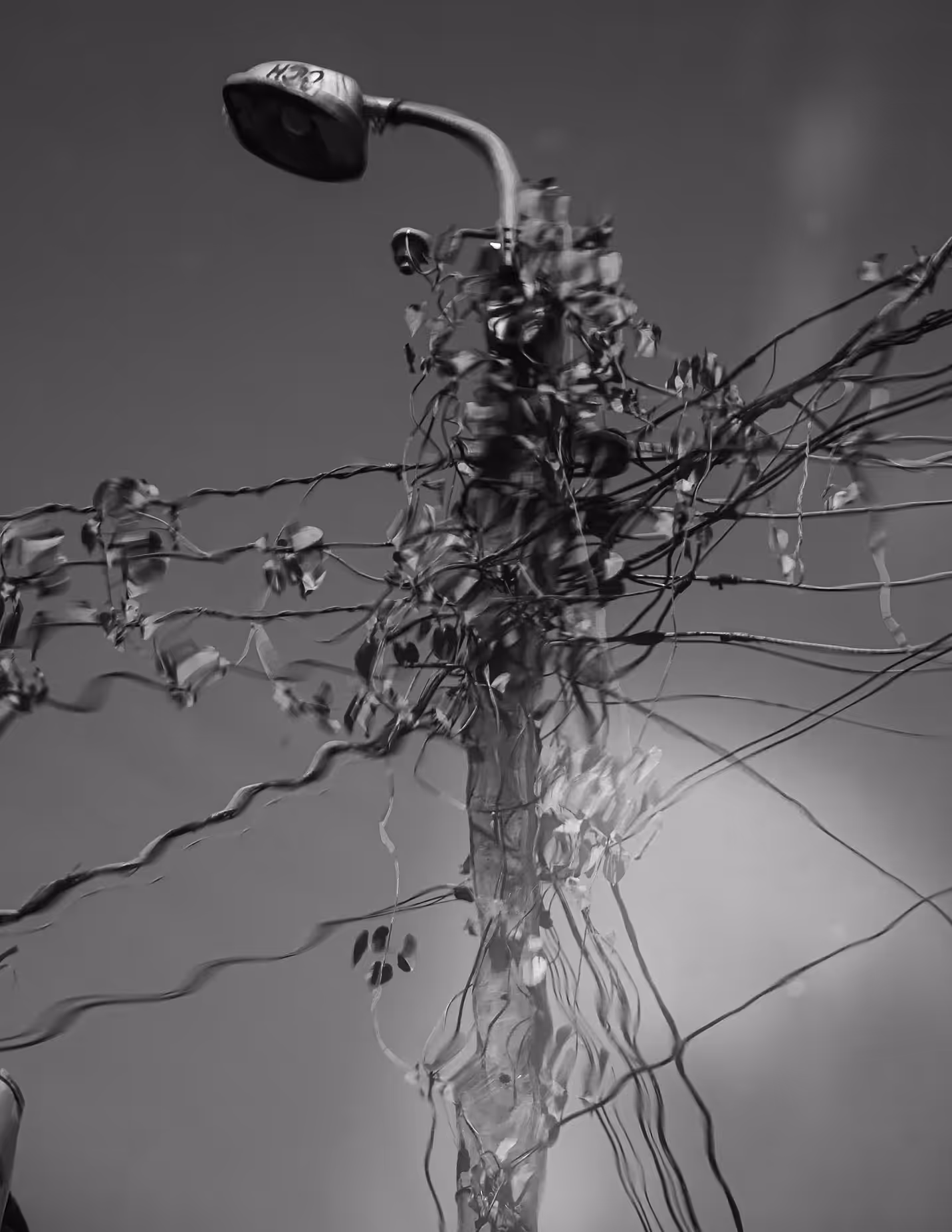 The Tangled Nature