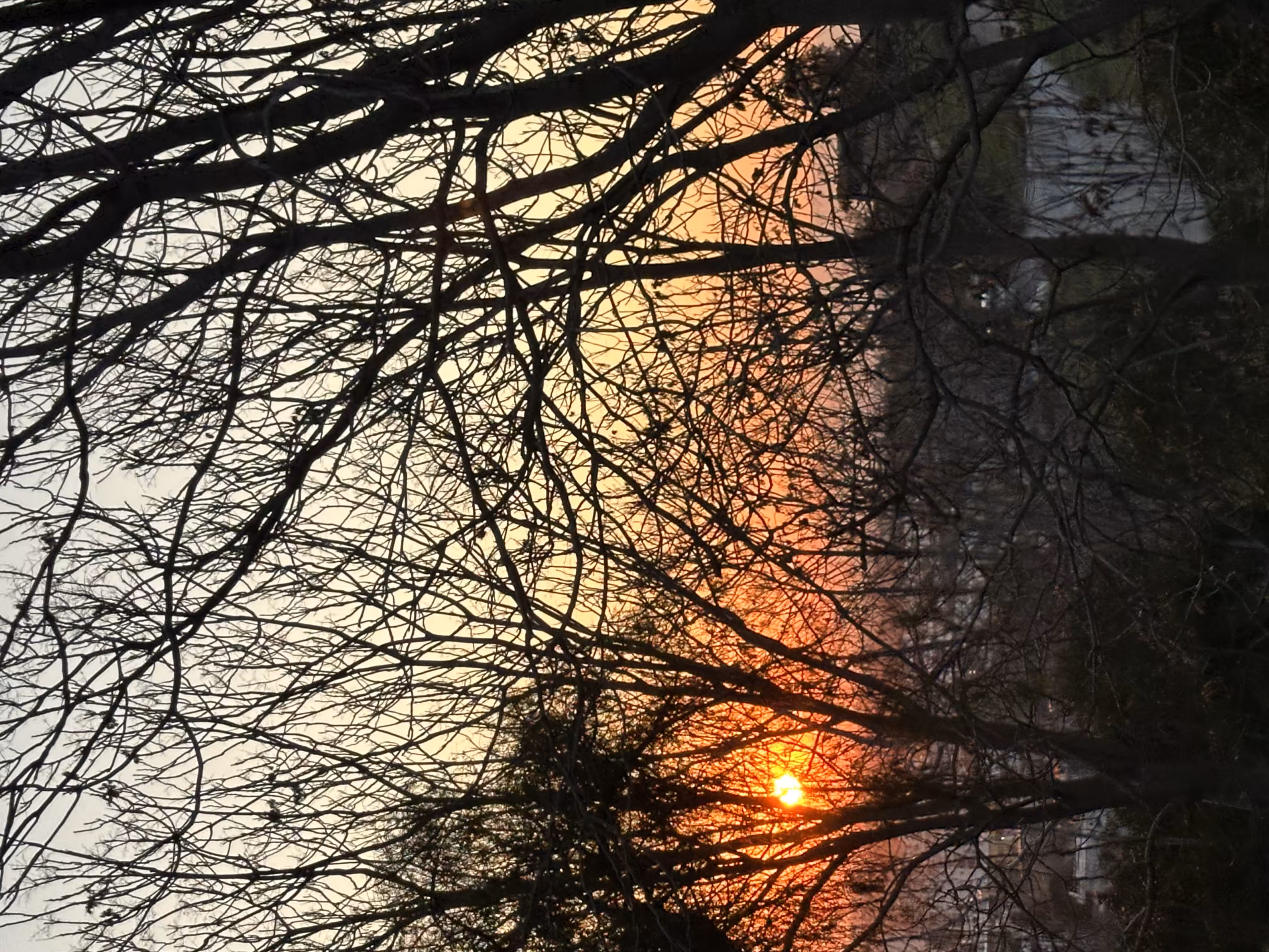 Sunset among the branches