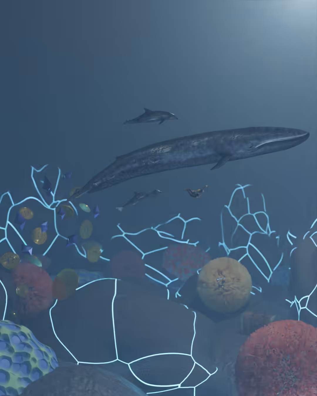 Swim with the whales