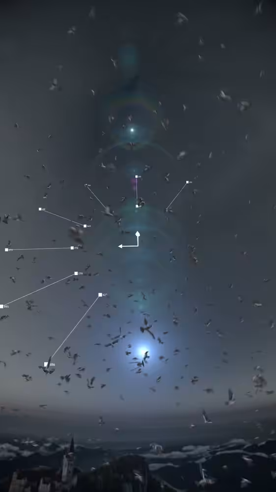 7 pm 423 birds Rain