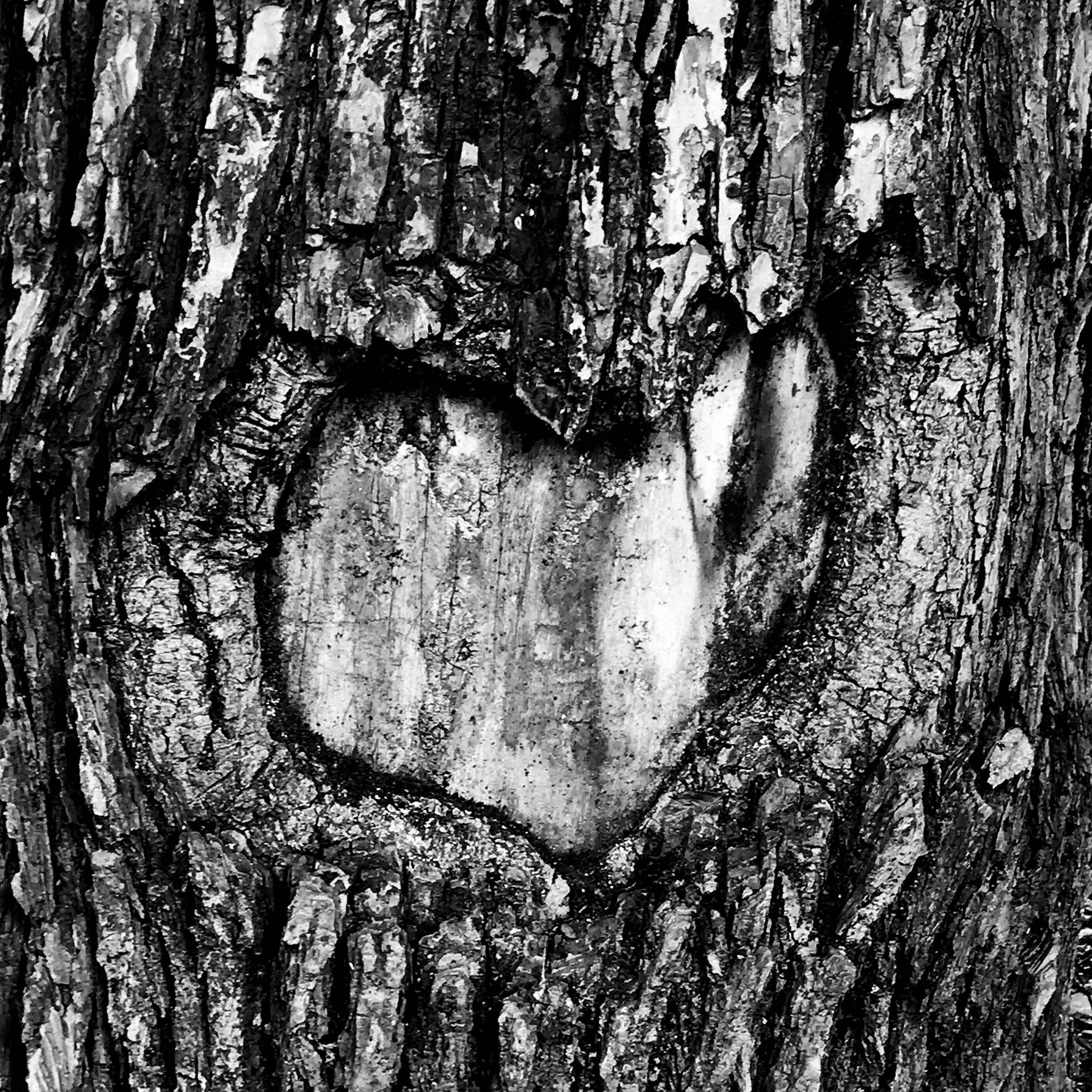 Heart On The Tree