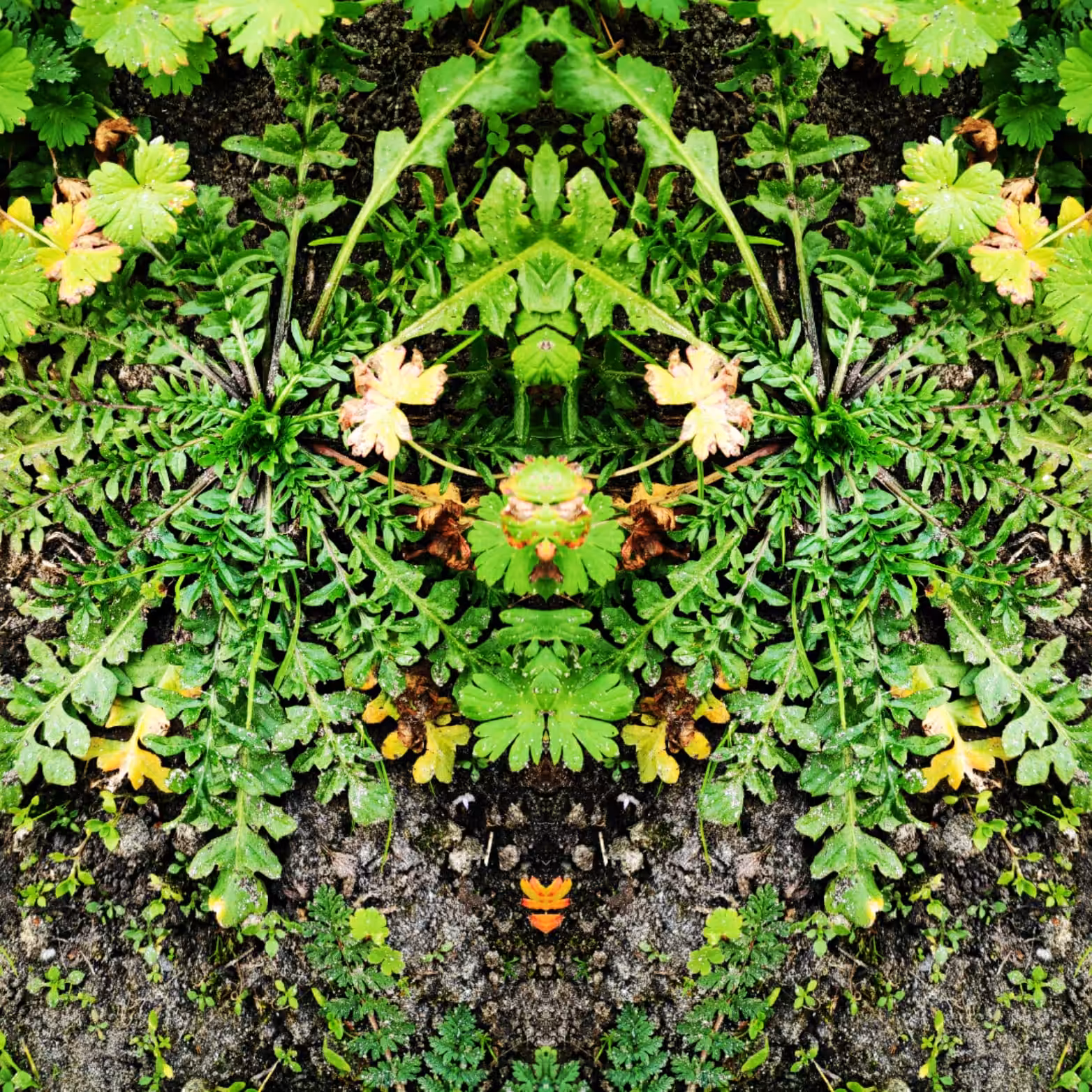 Predictions #17 "Gardens IV"