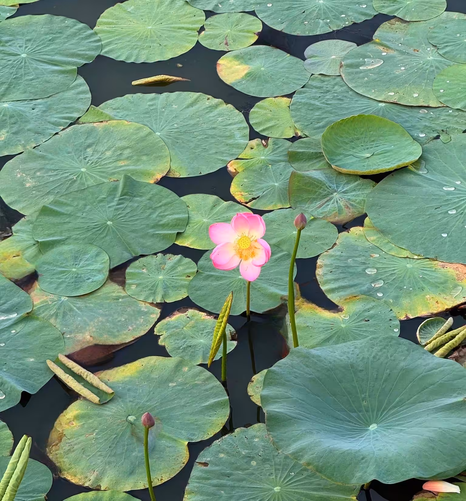 solace in solitude