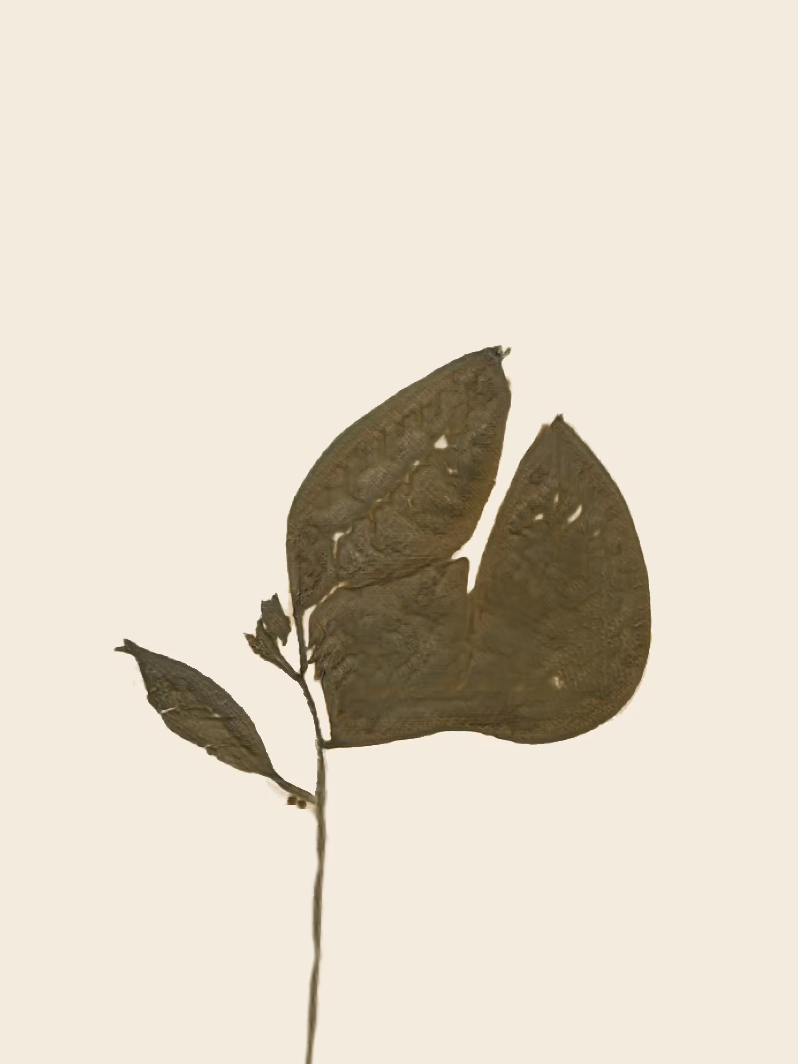 potential herbariums: aquilegifolium persica (study)