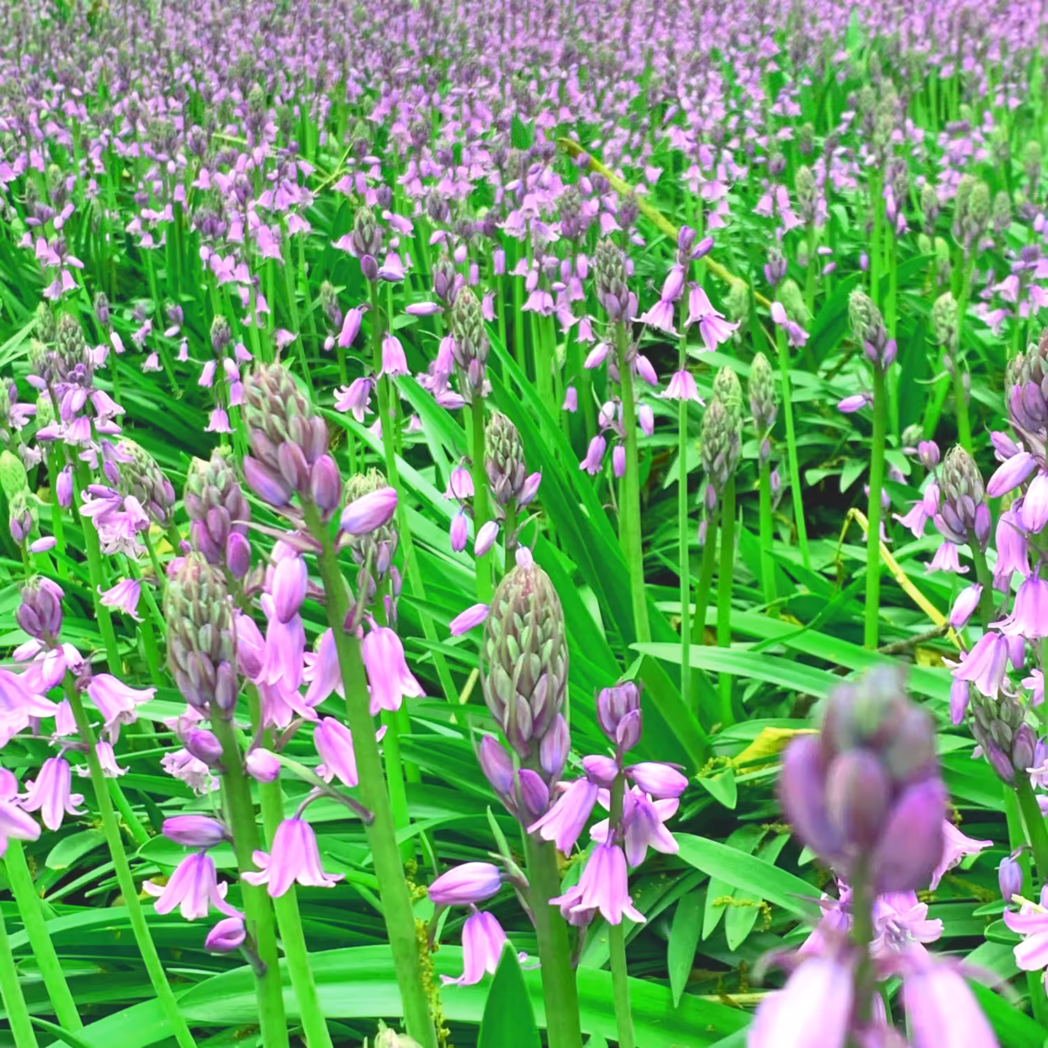 bluebells