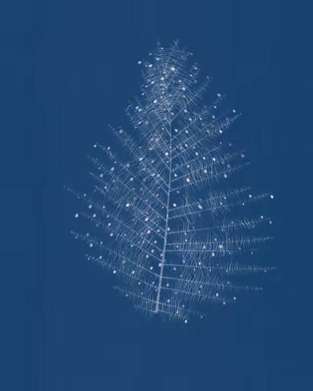 Cyanotypes #11