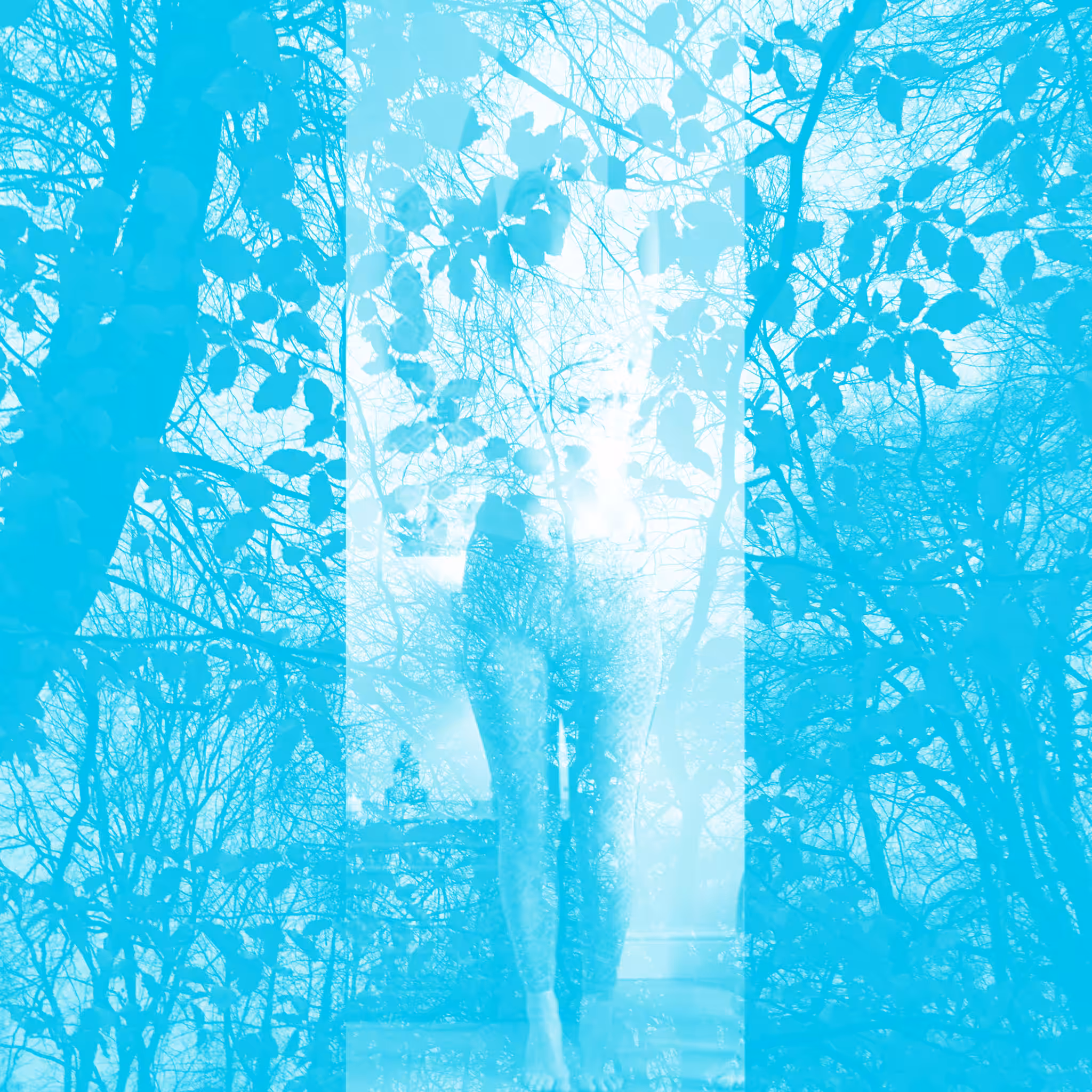 Dark Forest #18