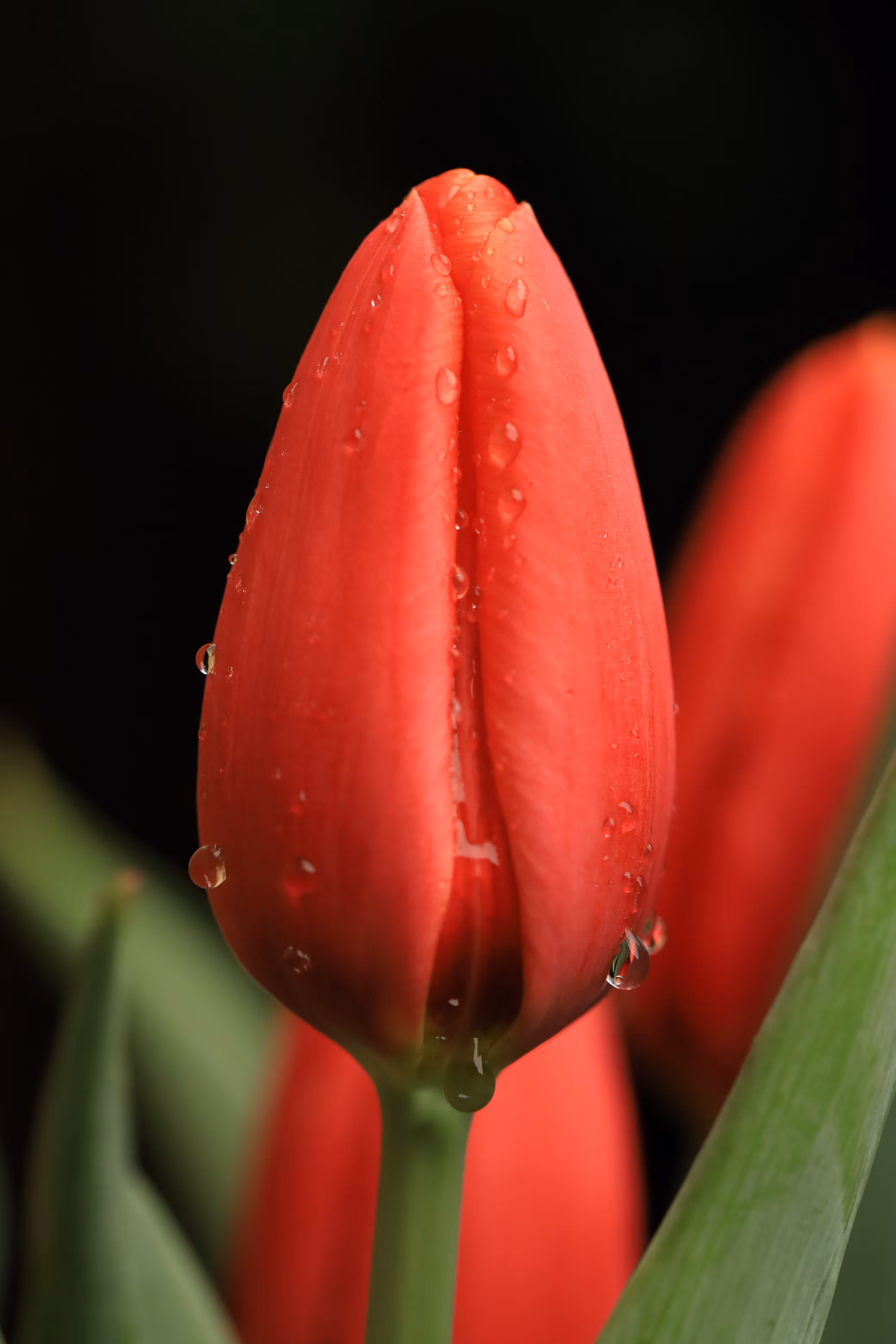 The Captain's Collection: Last Tulips