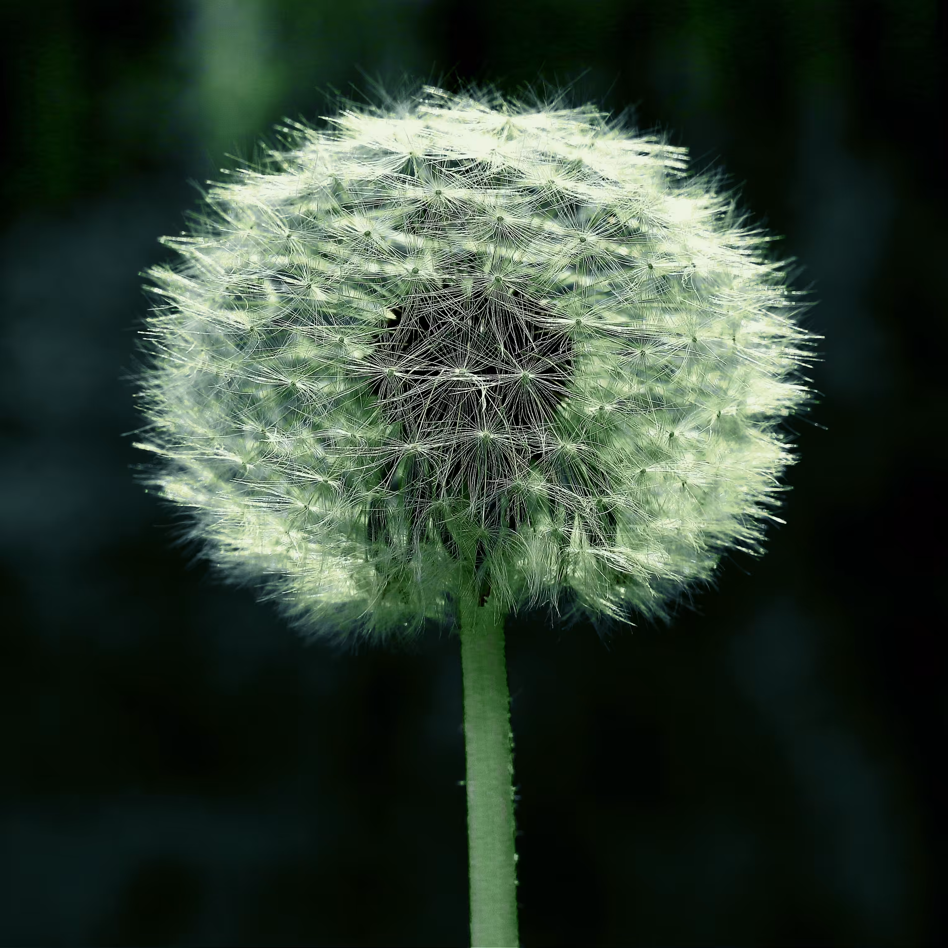 dandelion