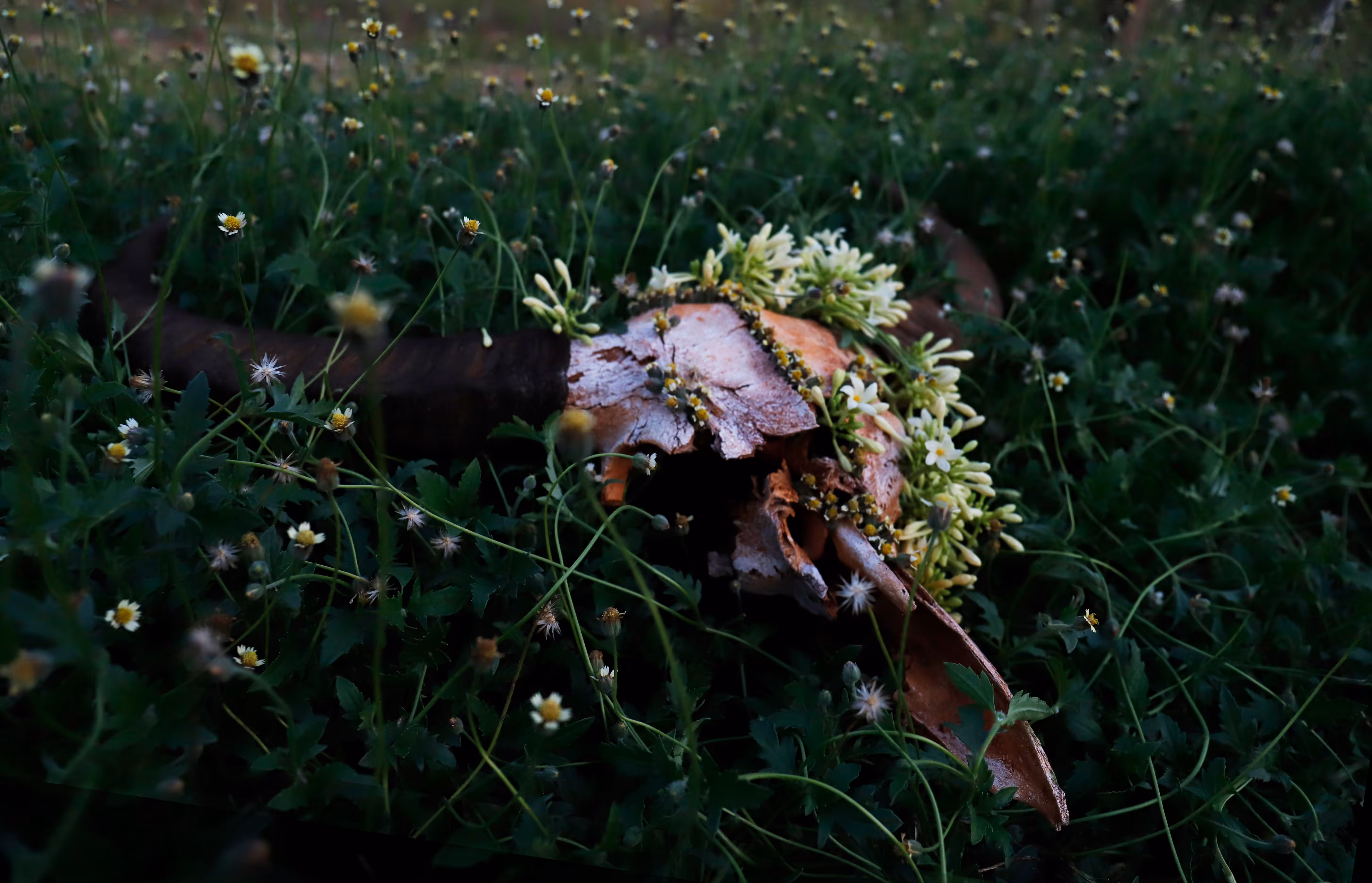 The Bones and The Bees No.2