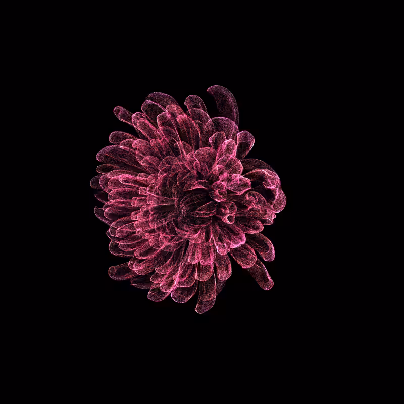 Chrysanthemum Morifolium 30 #65