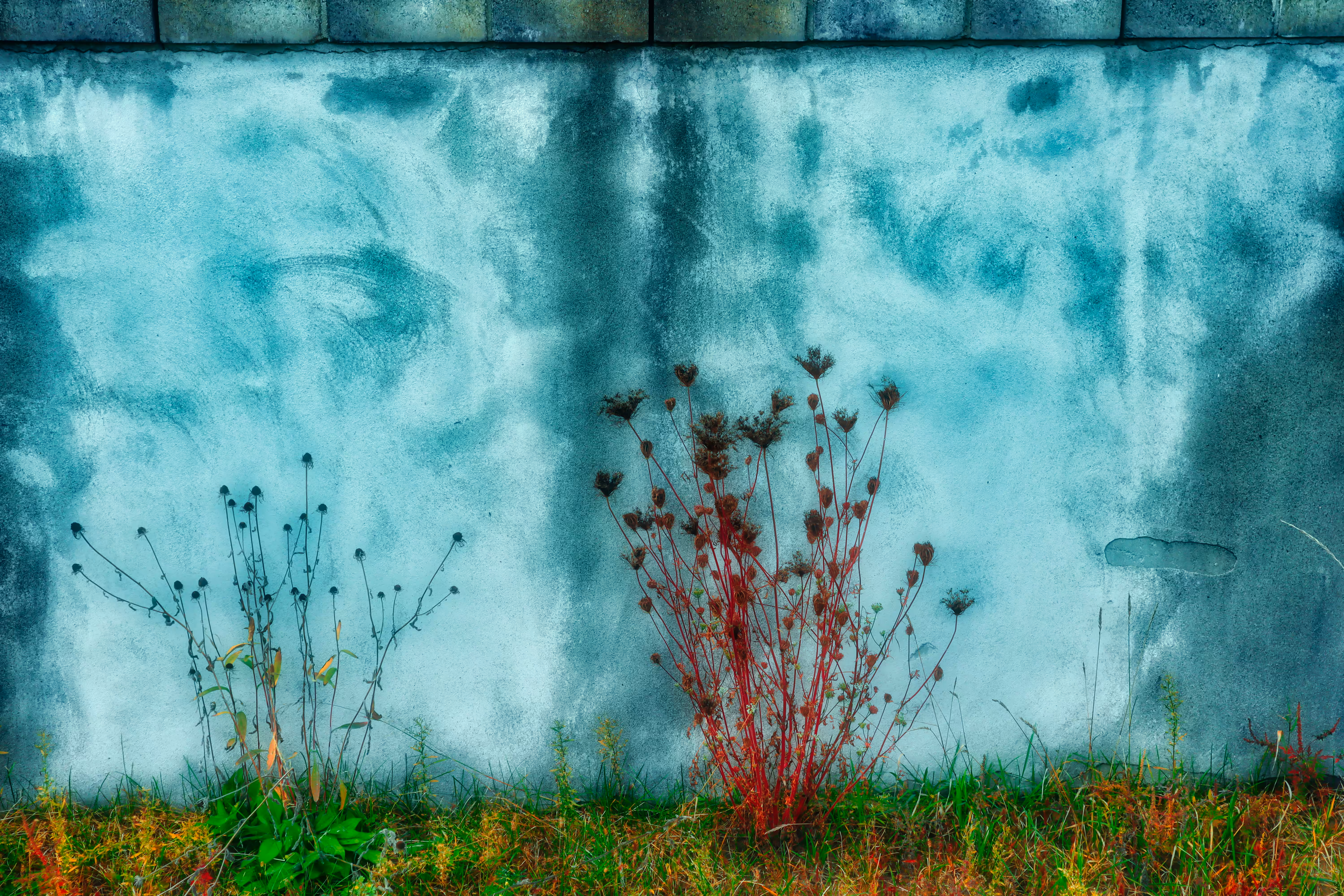 2022: Dried Flowers Against Concrete