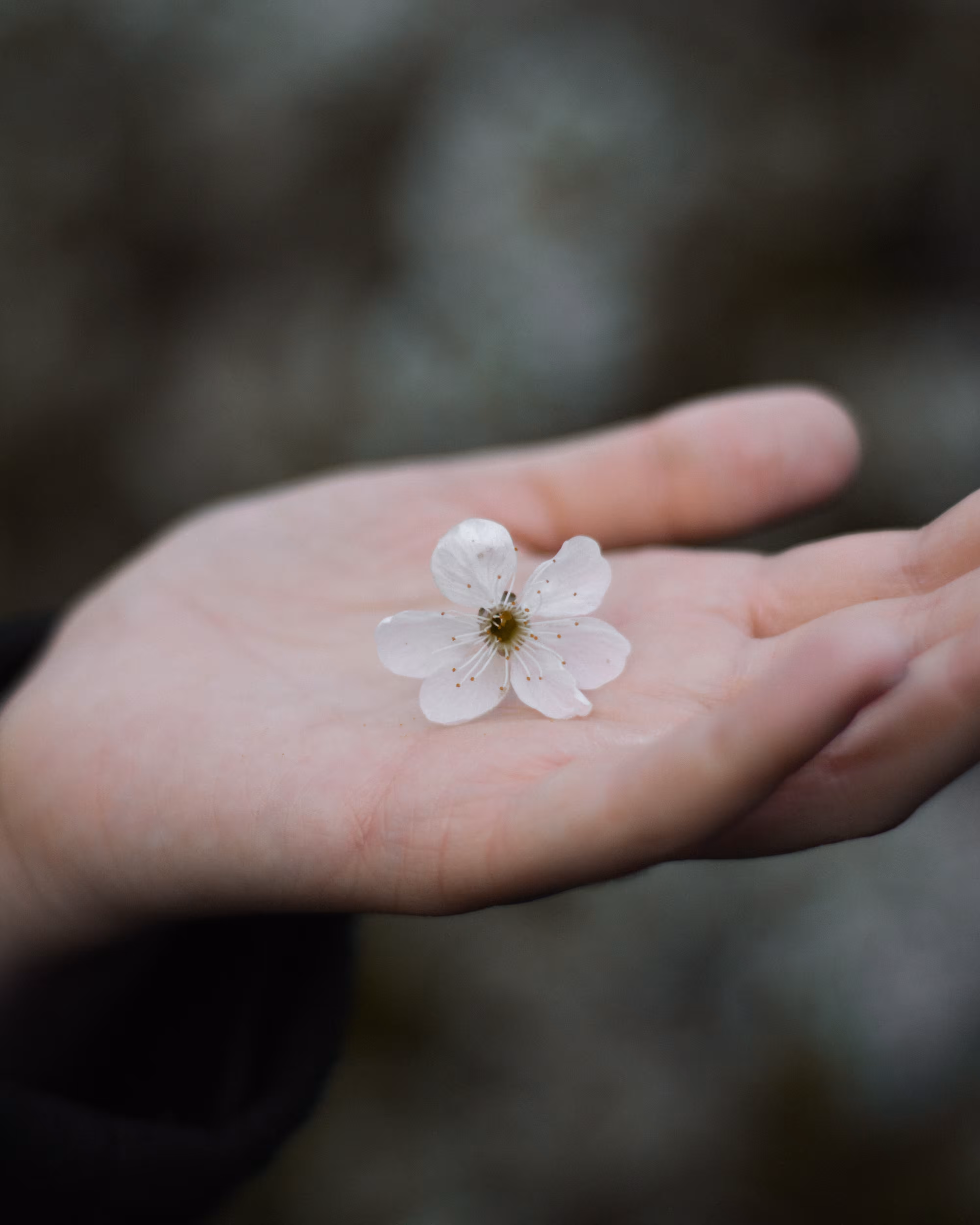 first blossoms