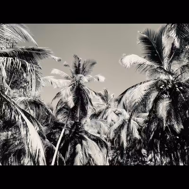 Palms (2022) #9