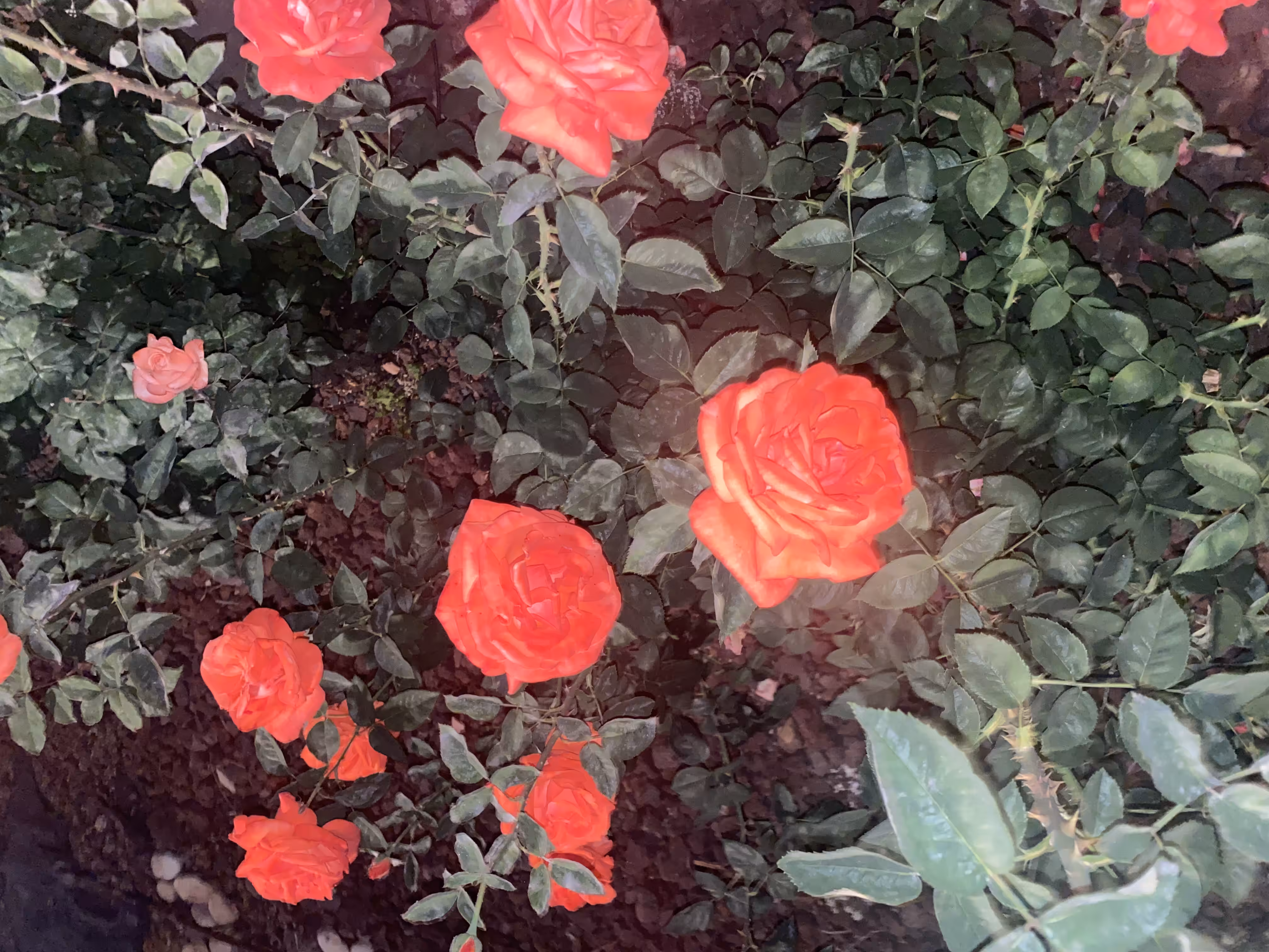 Garden of Incandescent Roses