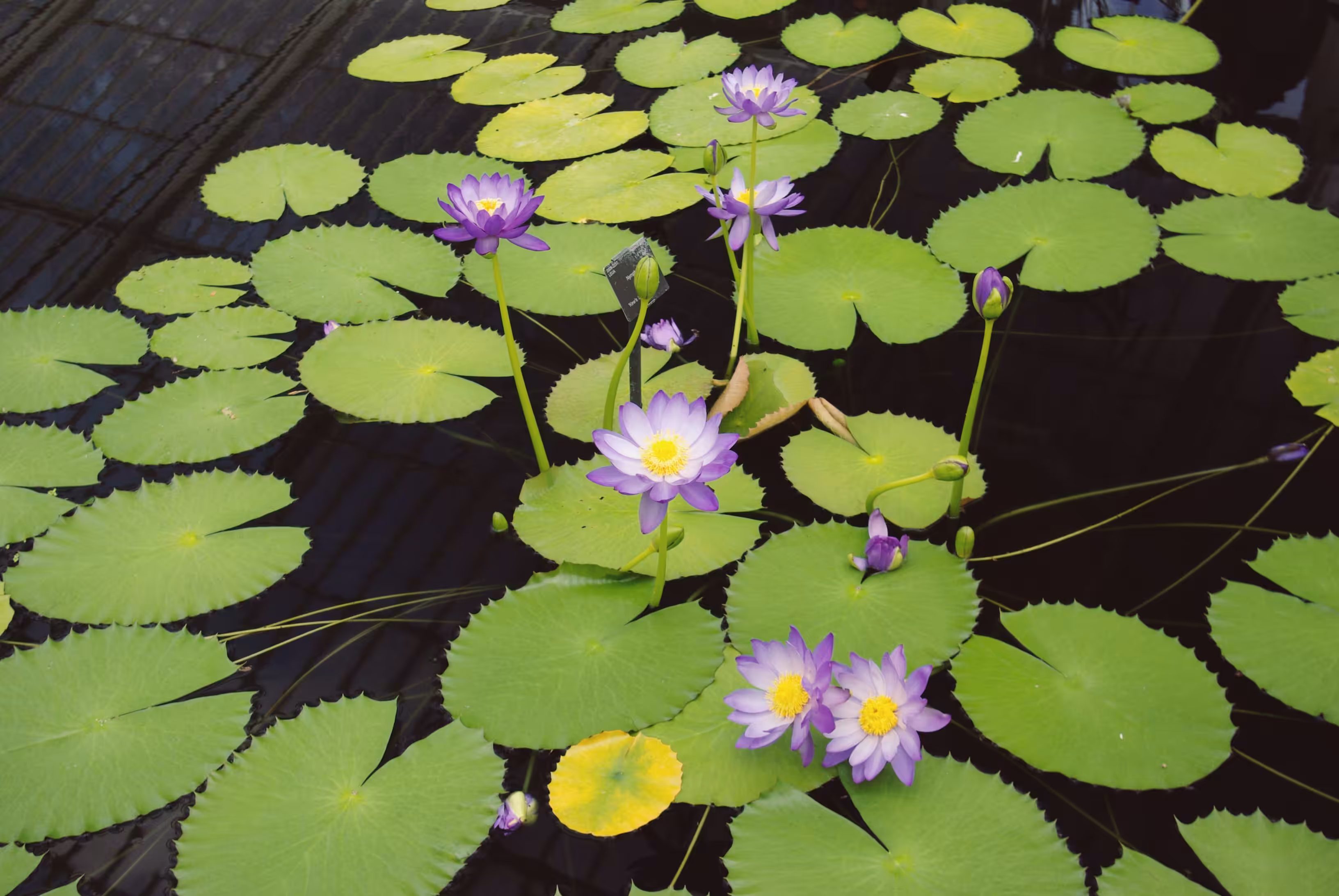 Lotus Leaf Waterlillies