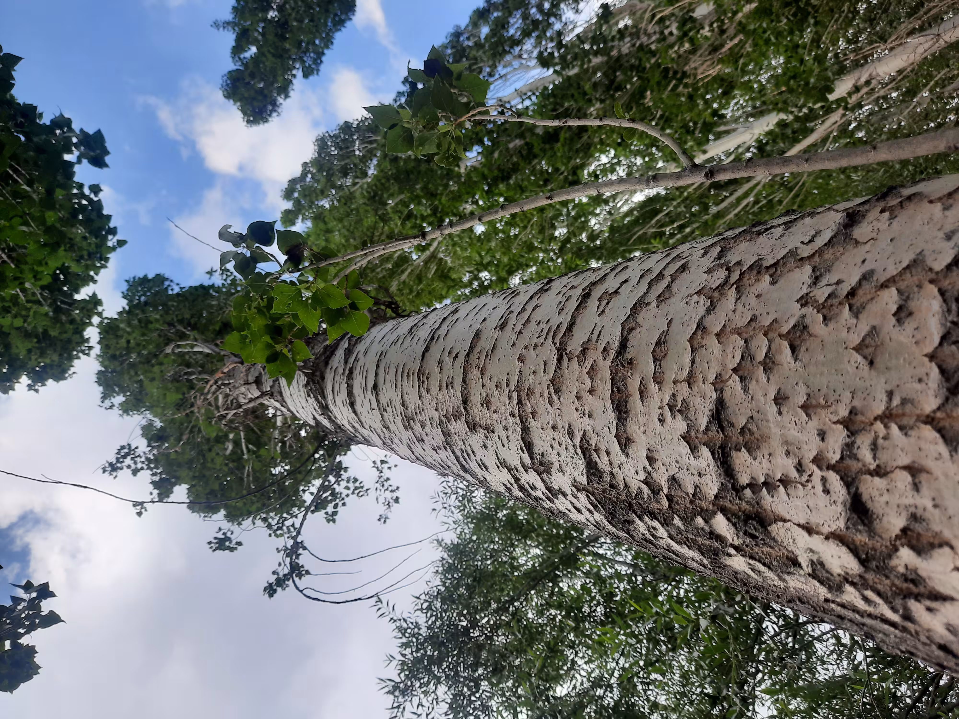 look at the tree  
