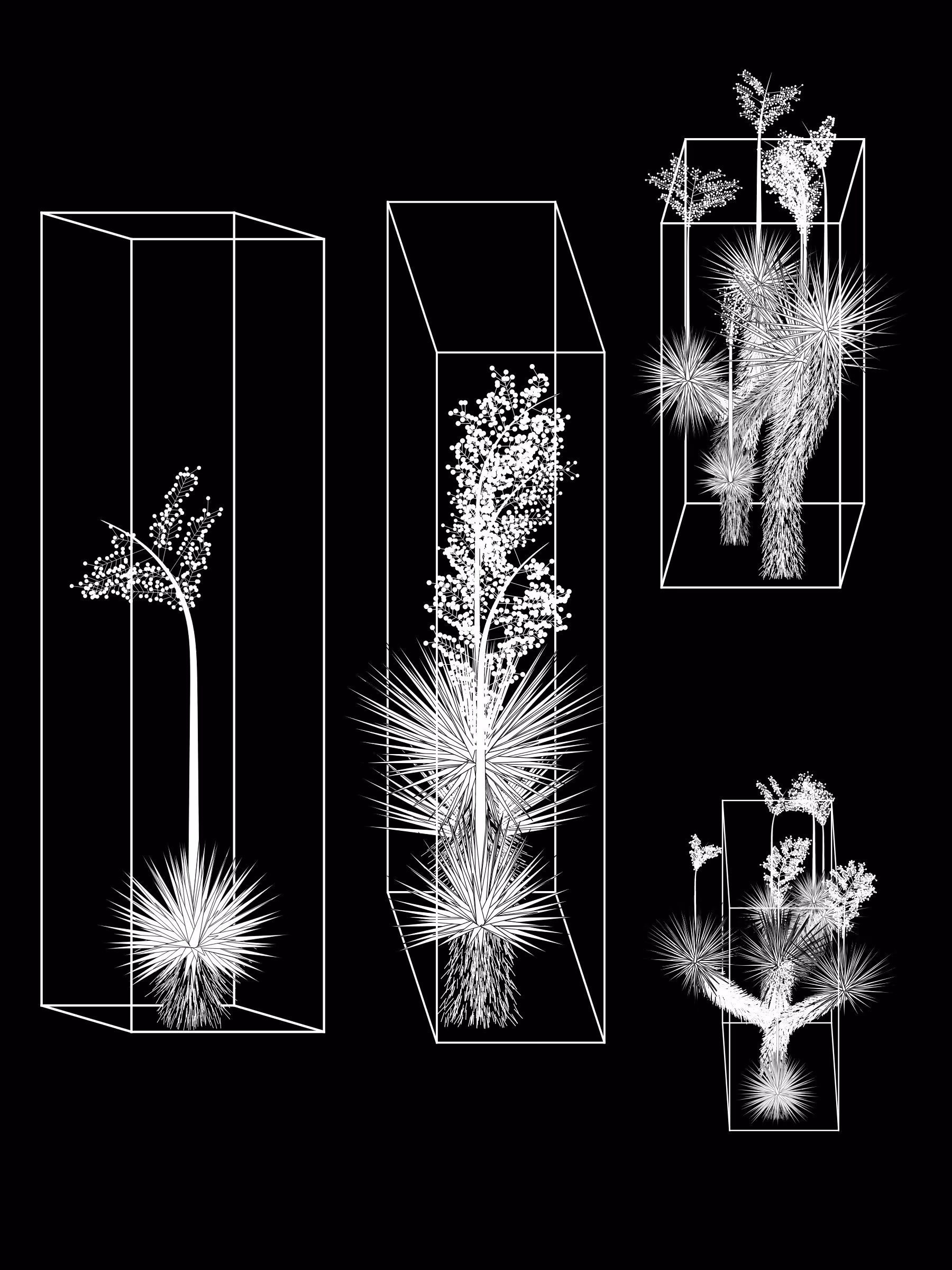 Marfa Yucca #243