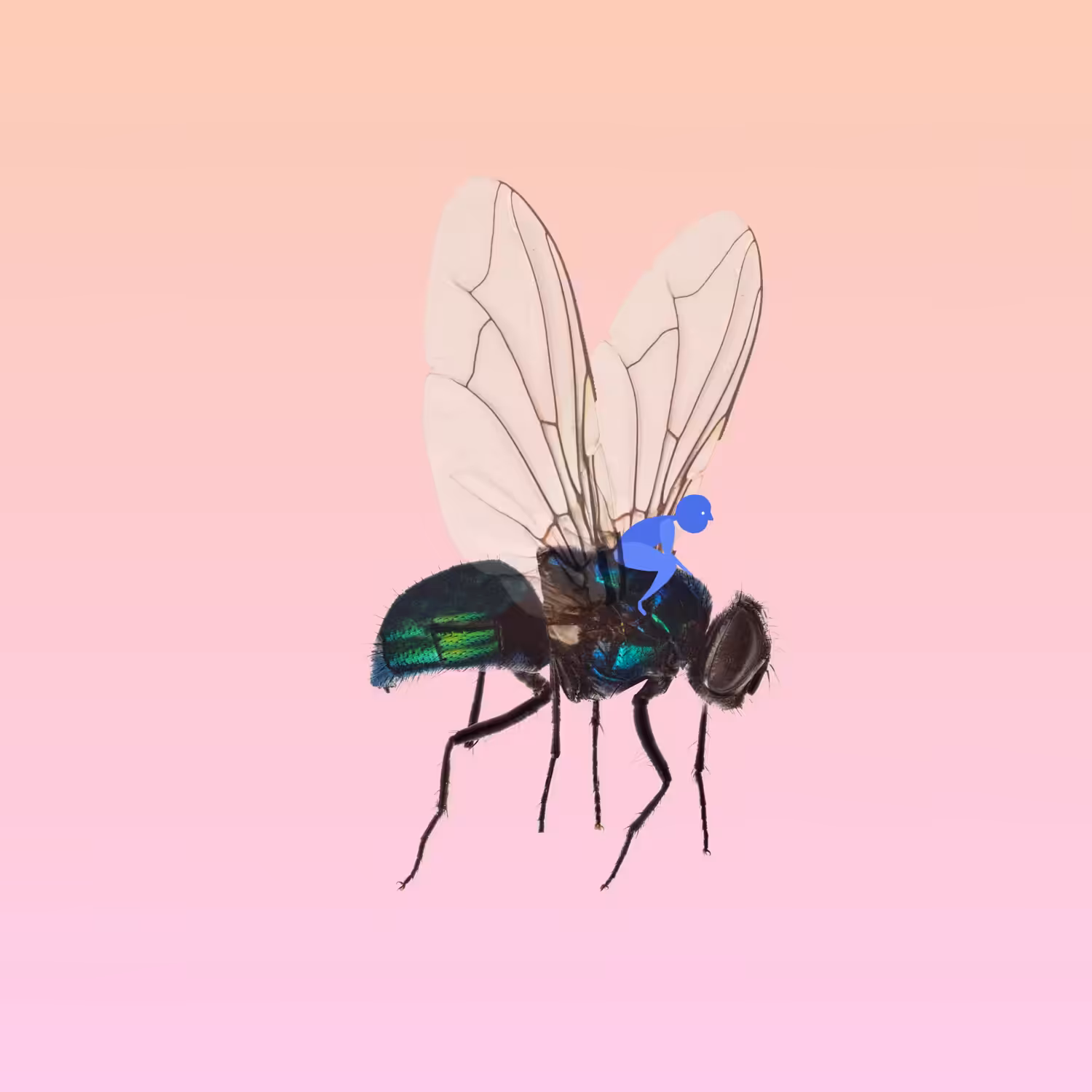 On the Fly