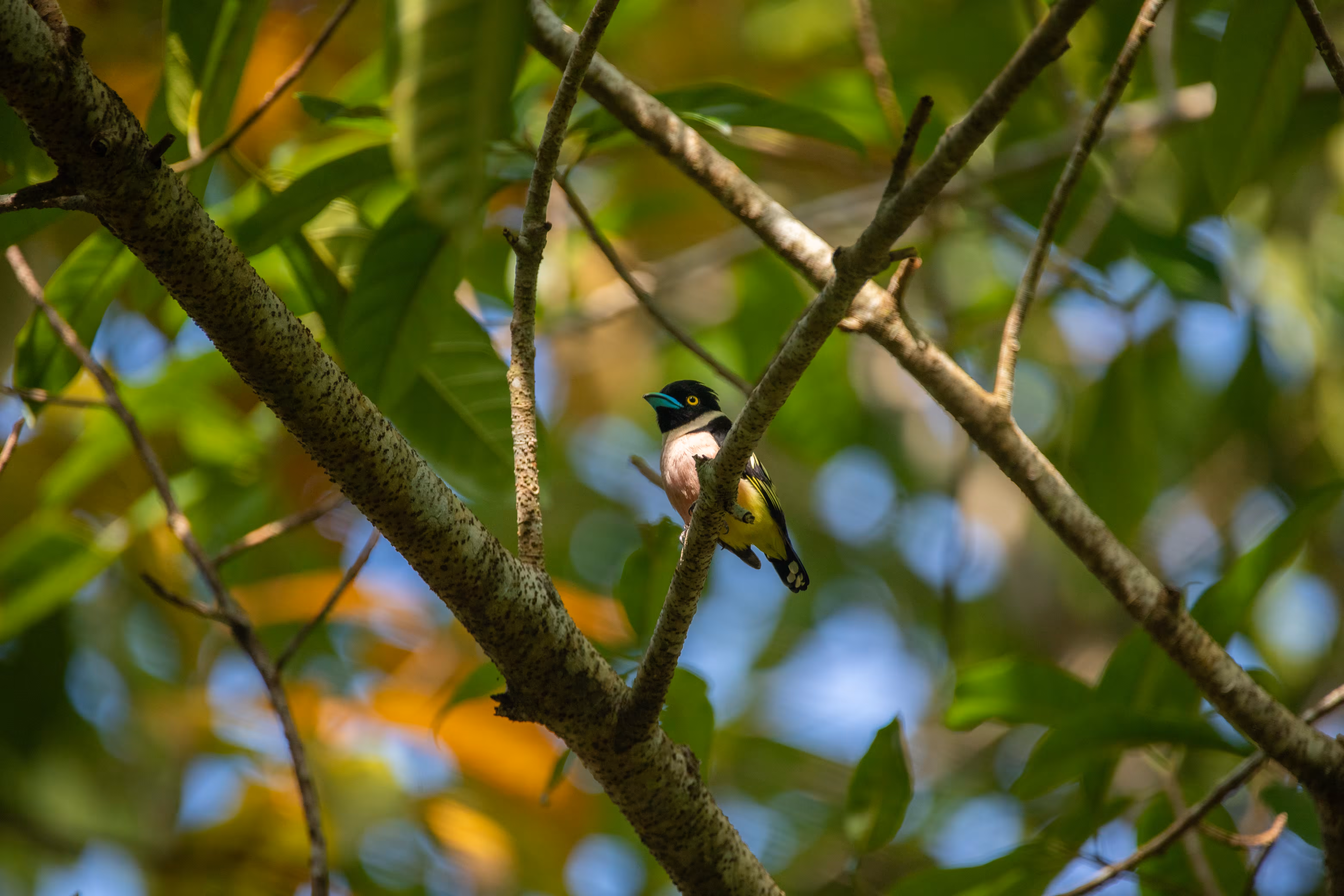 Black and Yellow Broadbill
