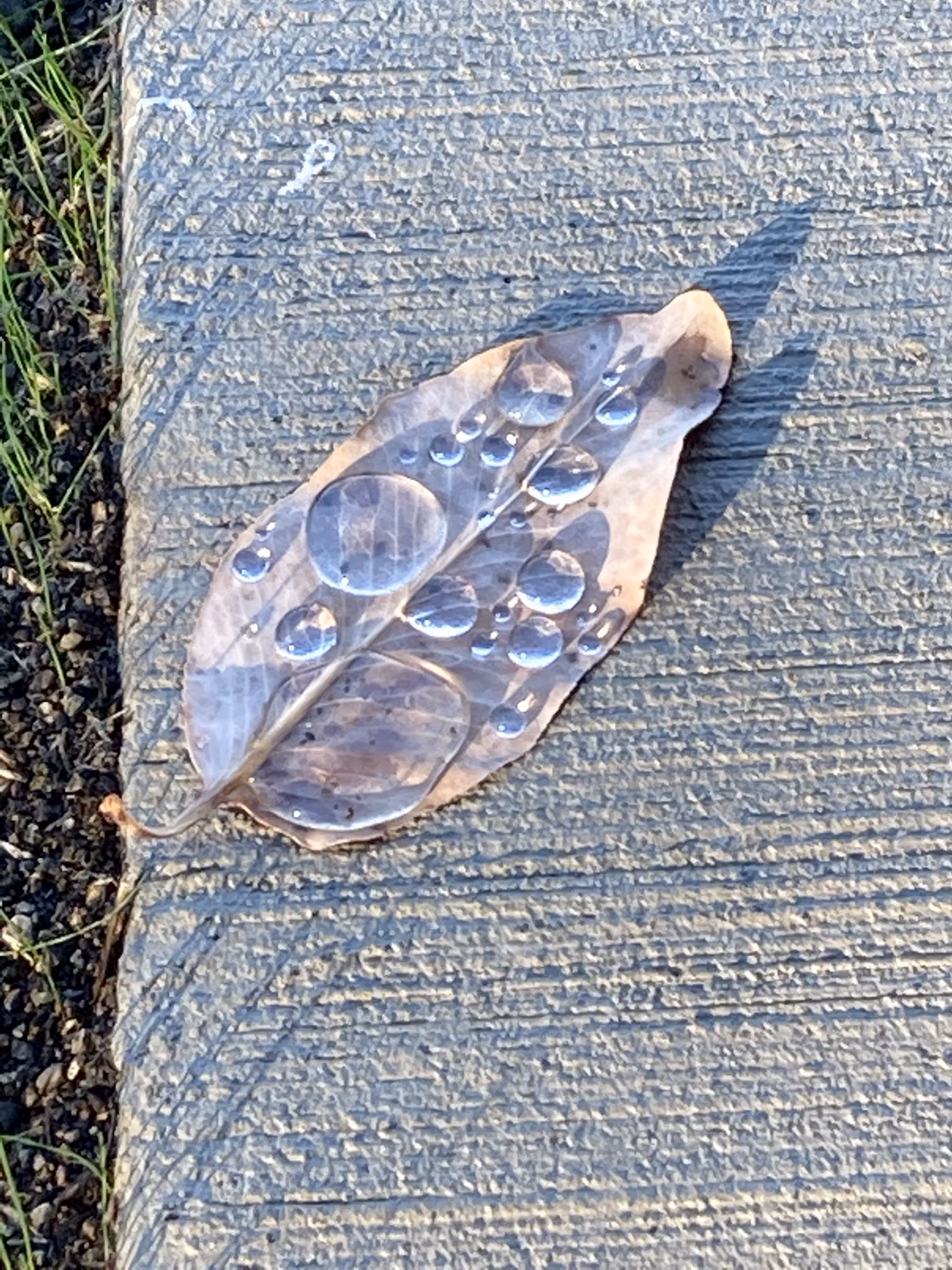 Leaf with dew