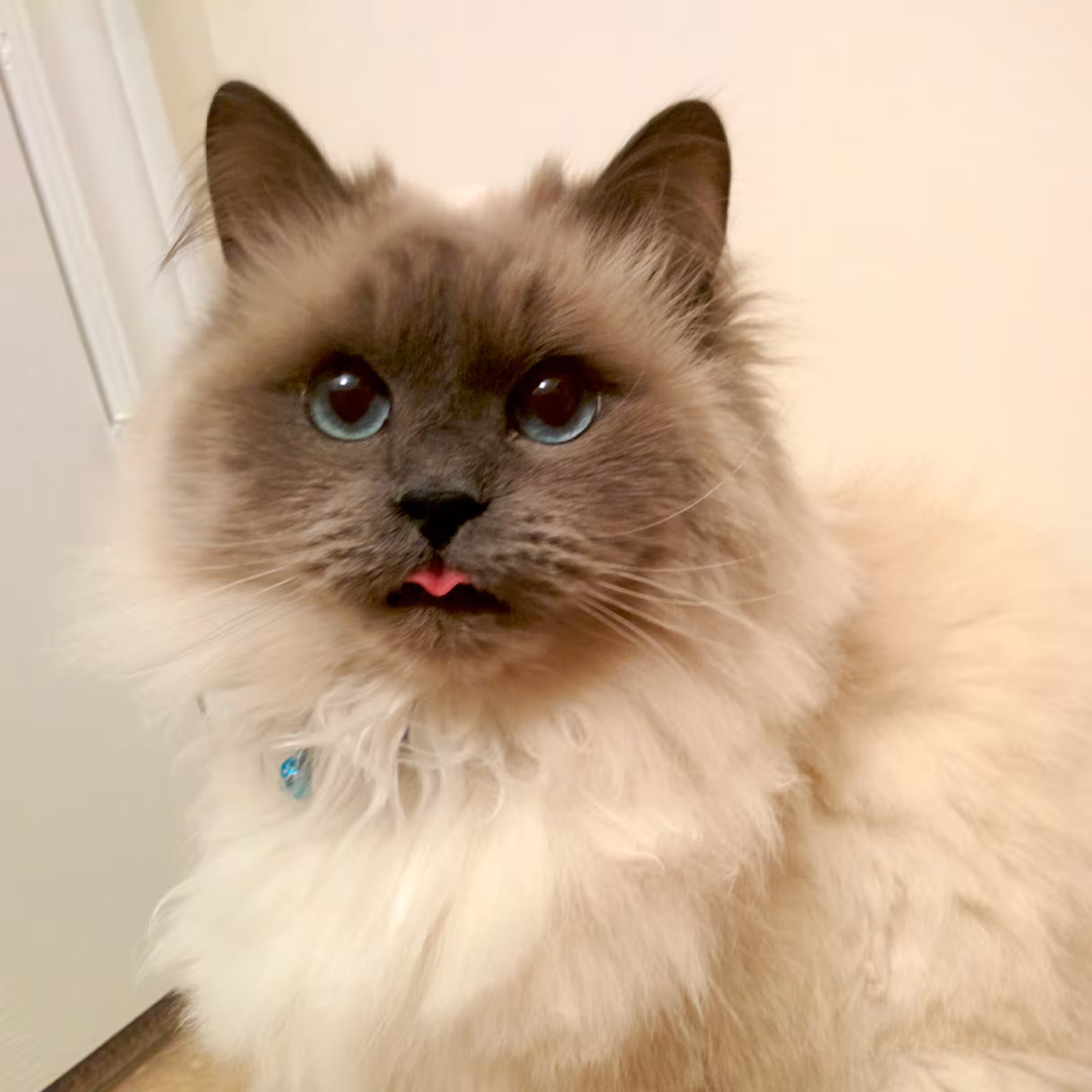 Bleh