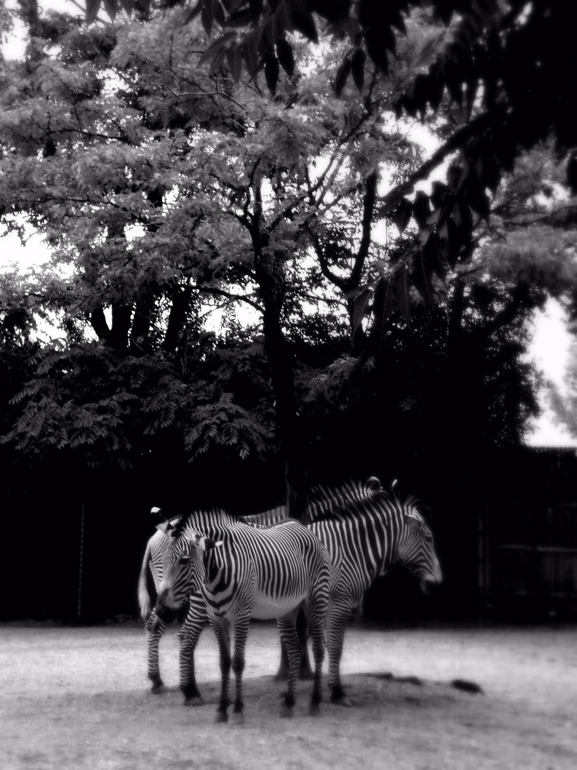 Untitled (Zebra Tree)