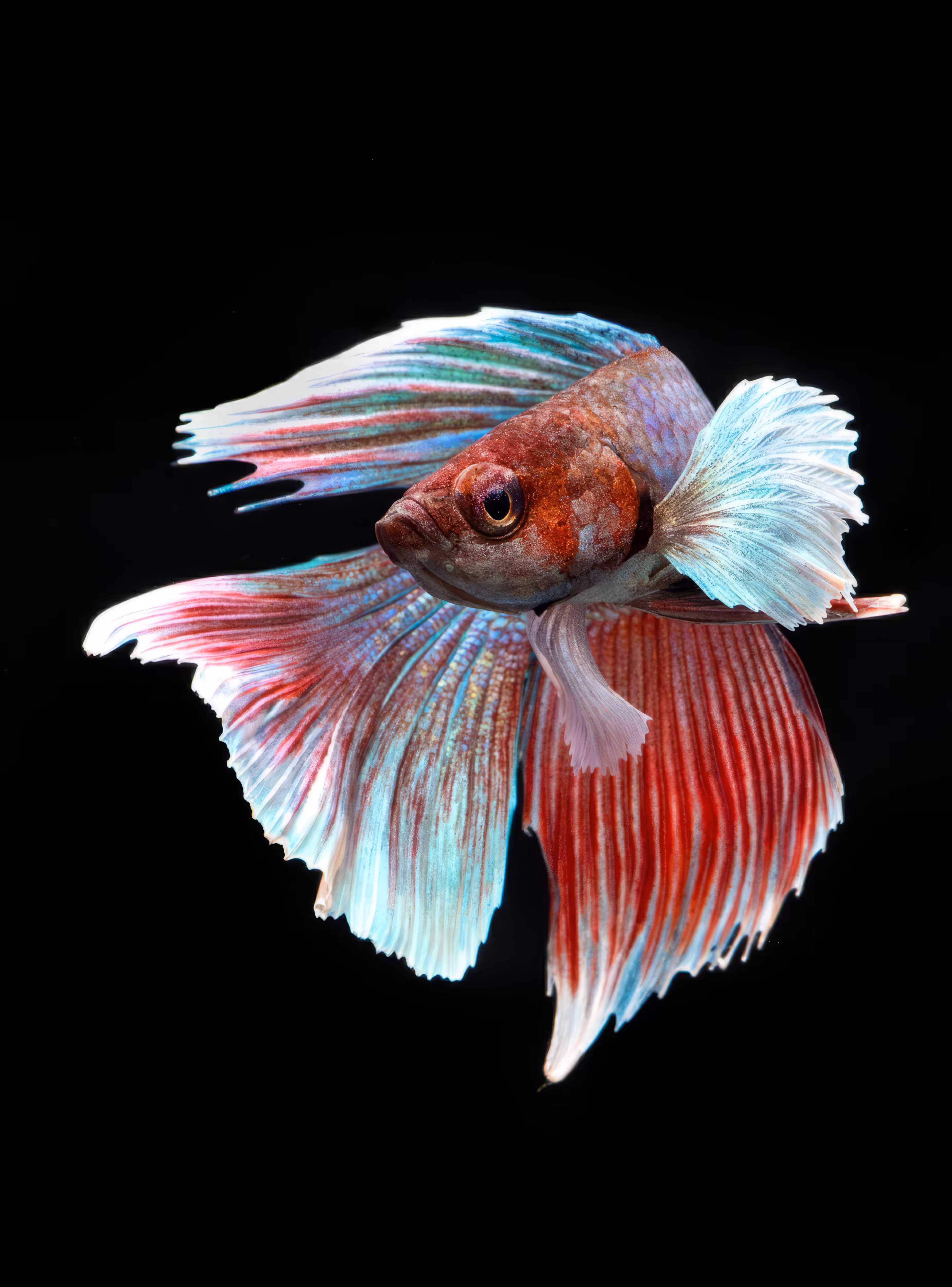 Elephant ears Betta