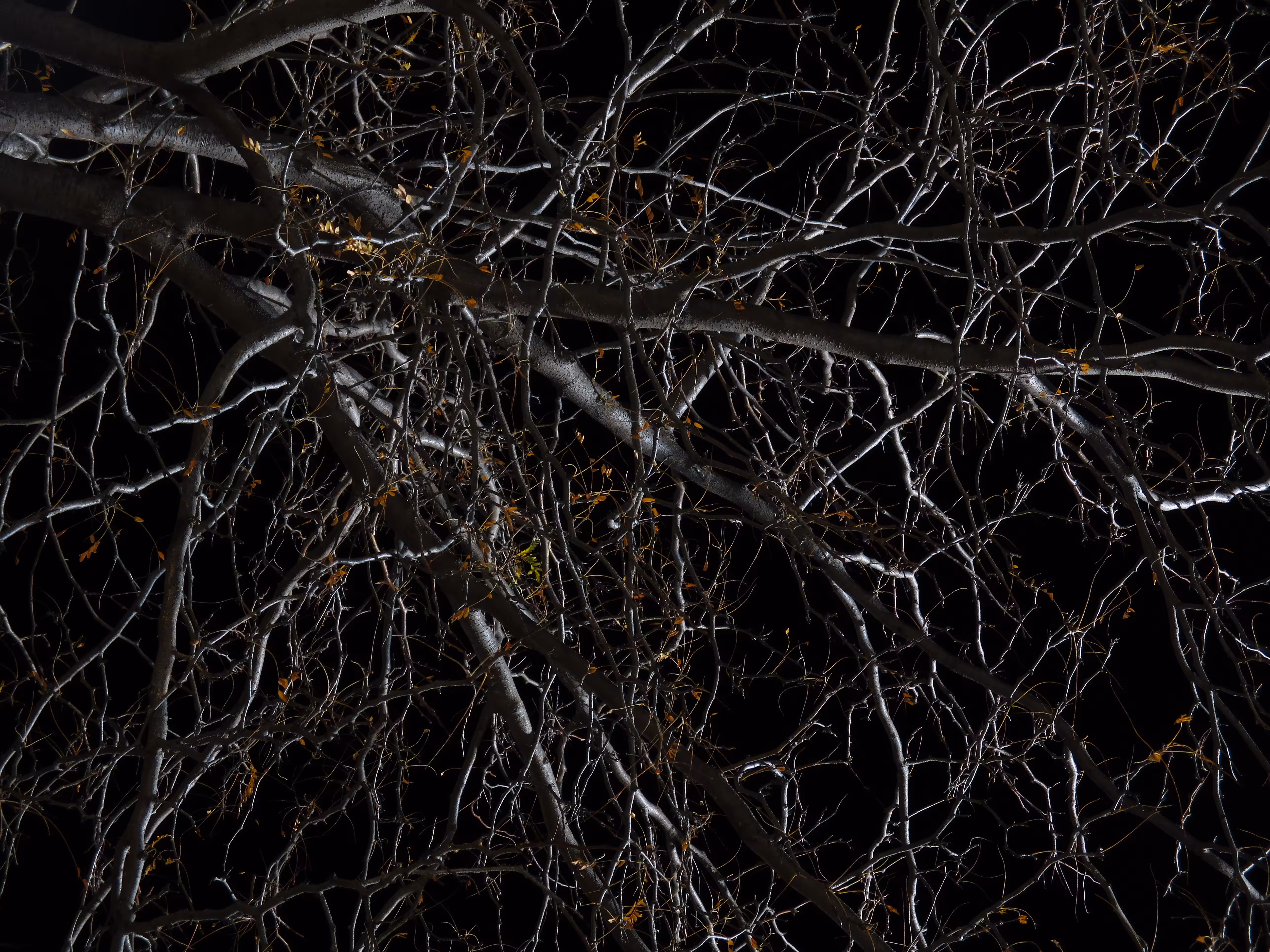Midnight Locust 