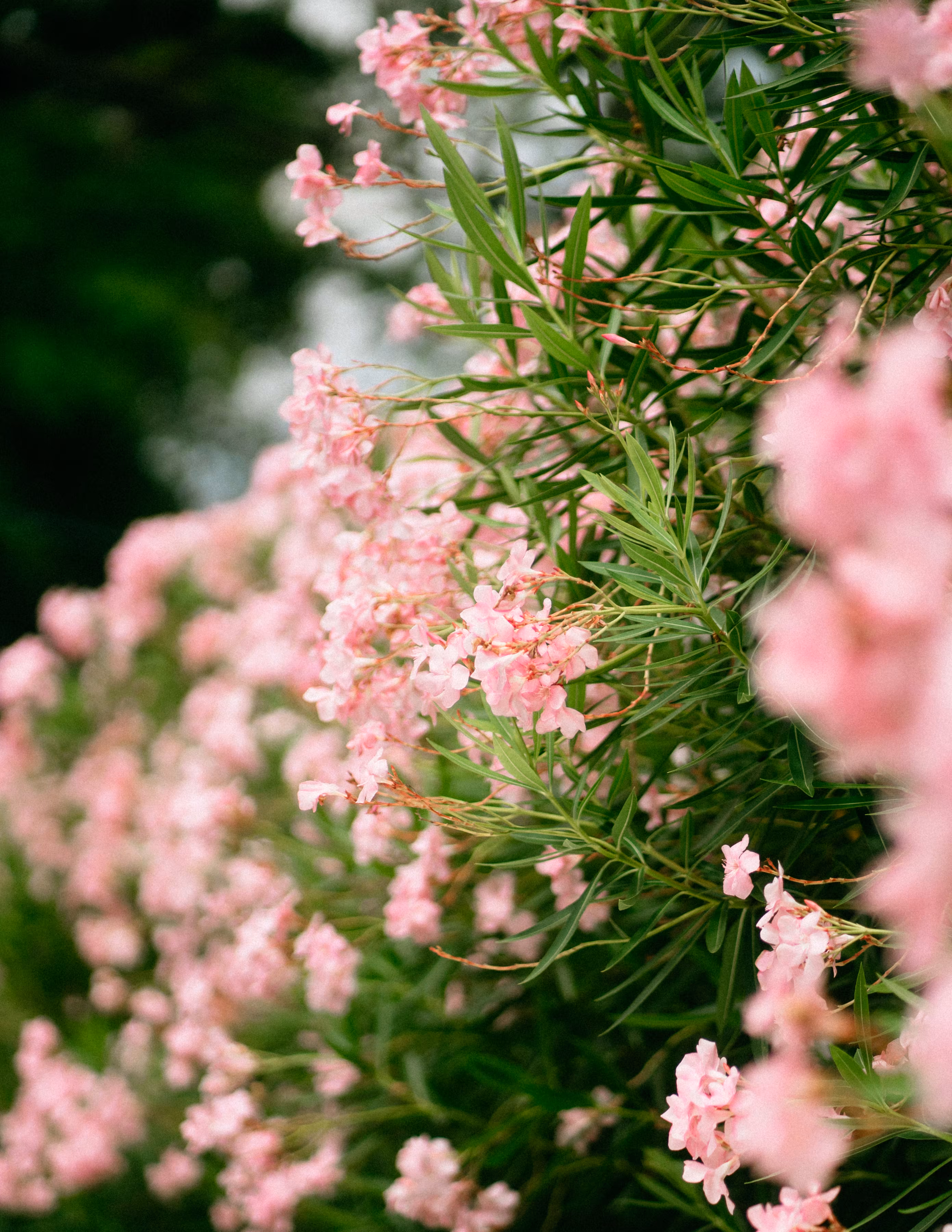 feeling pink