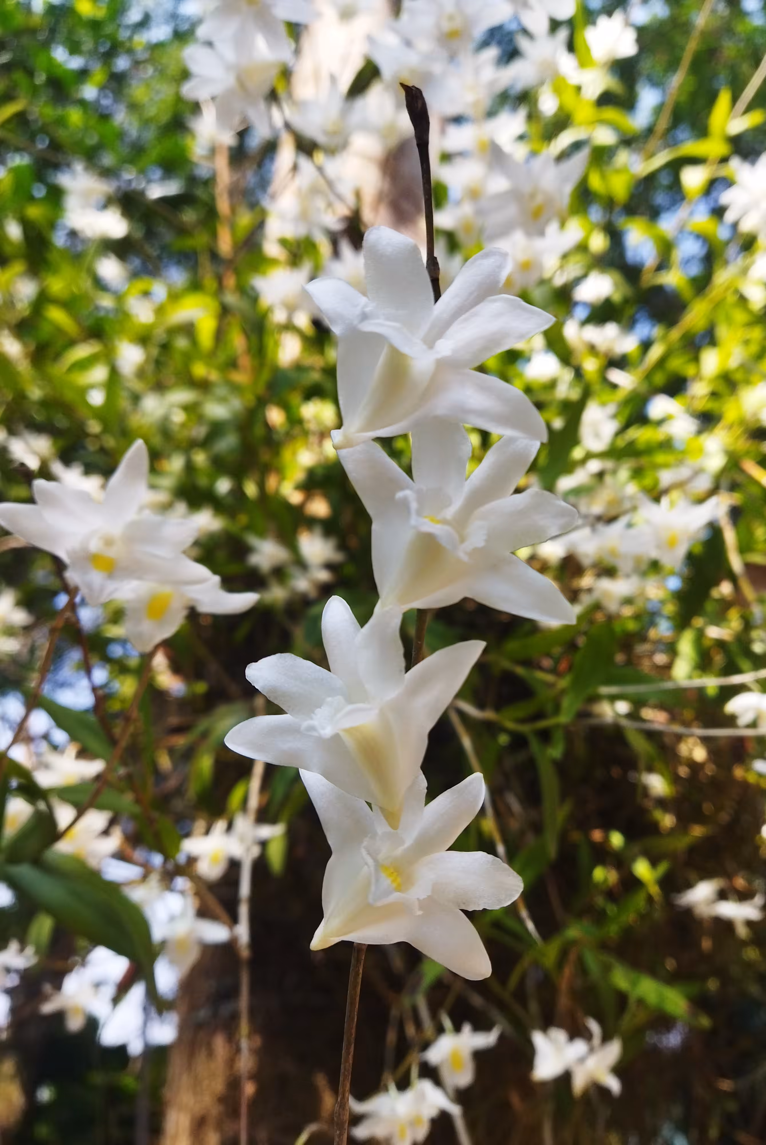 My World Of Flora And Fauna: Pigeon Orchid Flowers