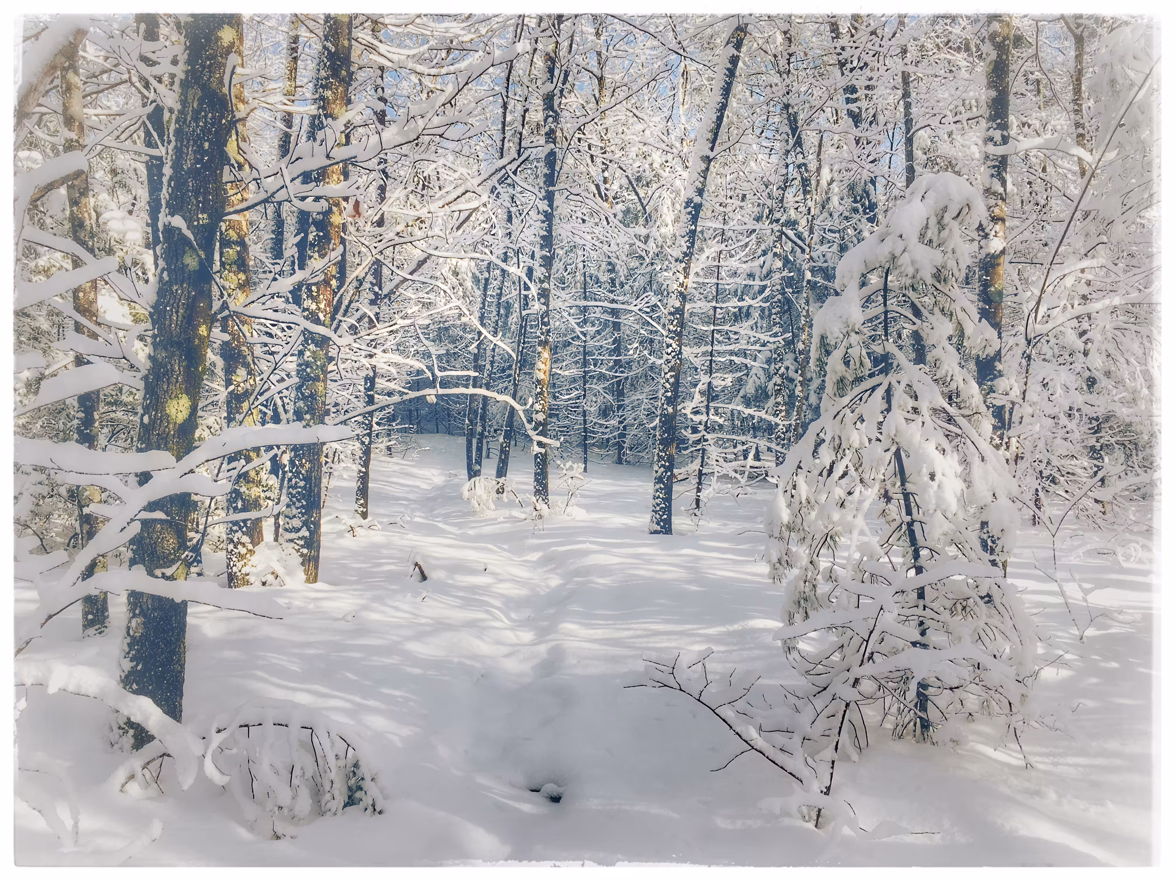 Whose woods these are I think I know 