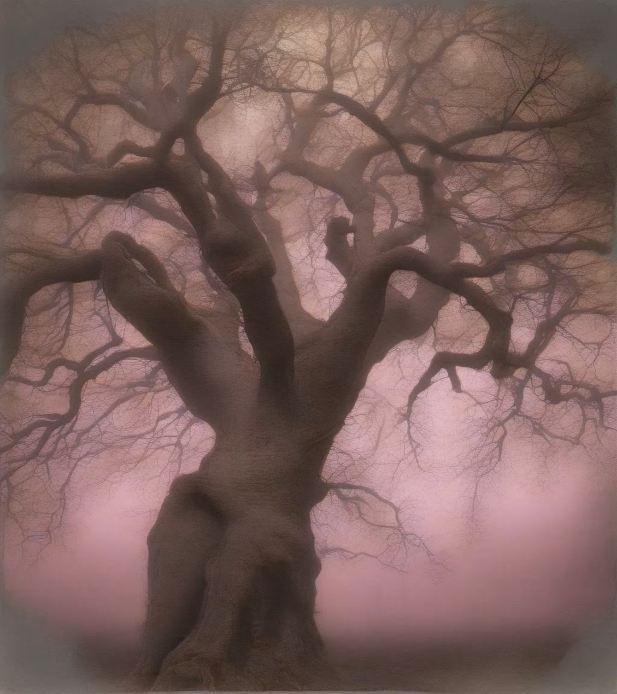 Tree Studies #32
