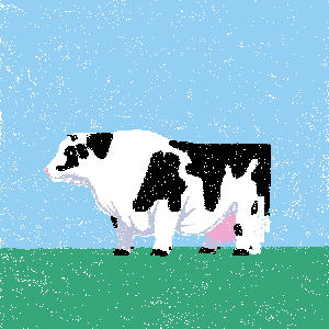 cow #46