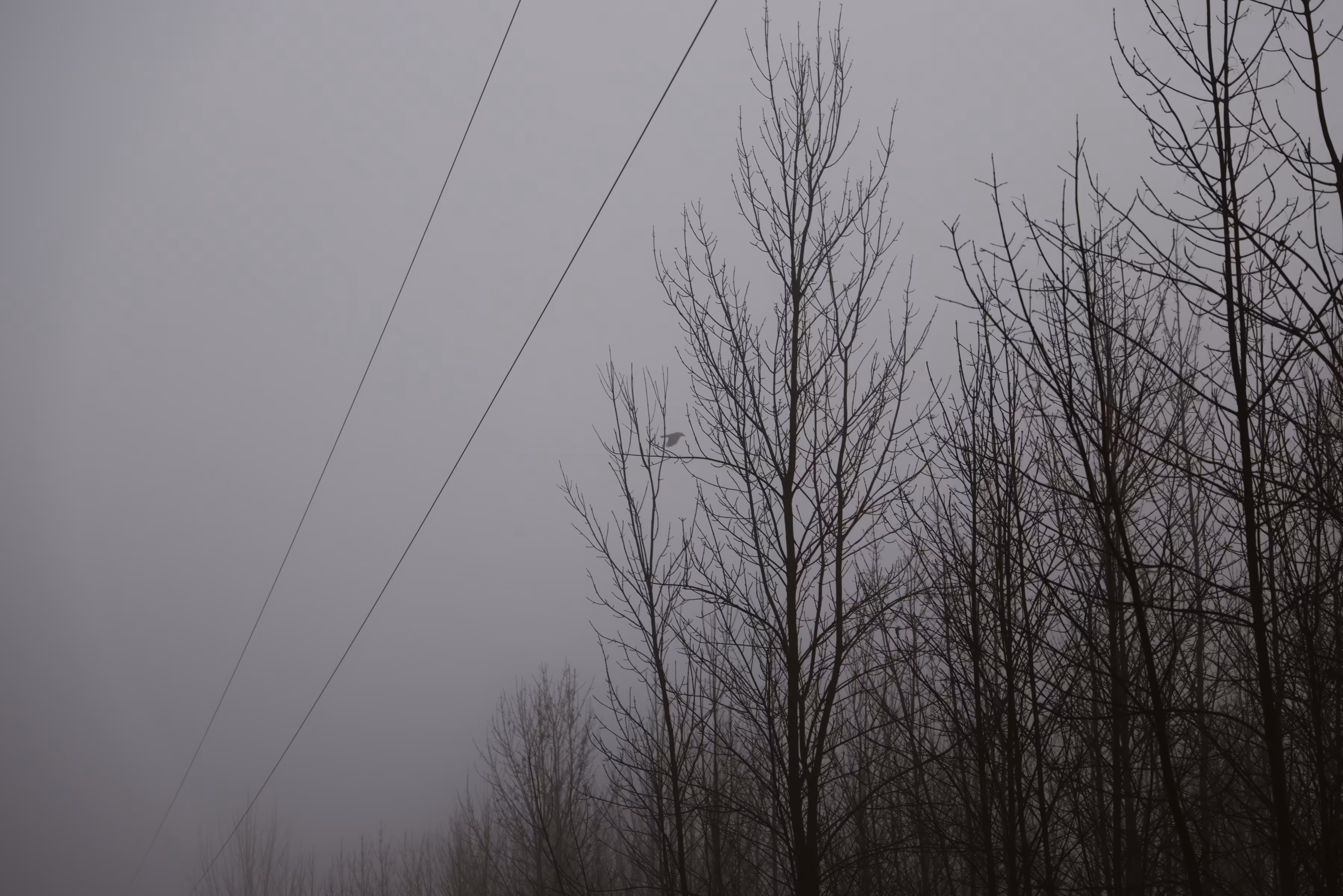 _fog drifts