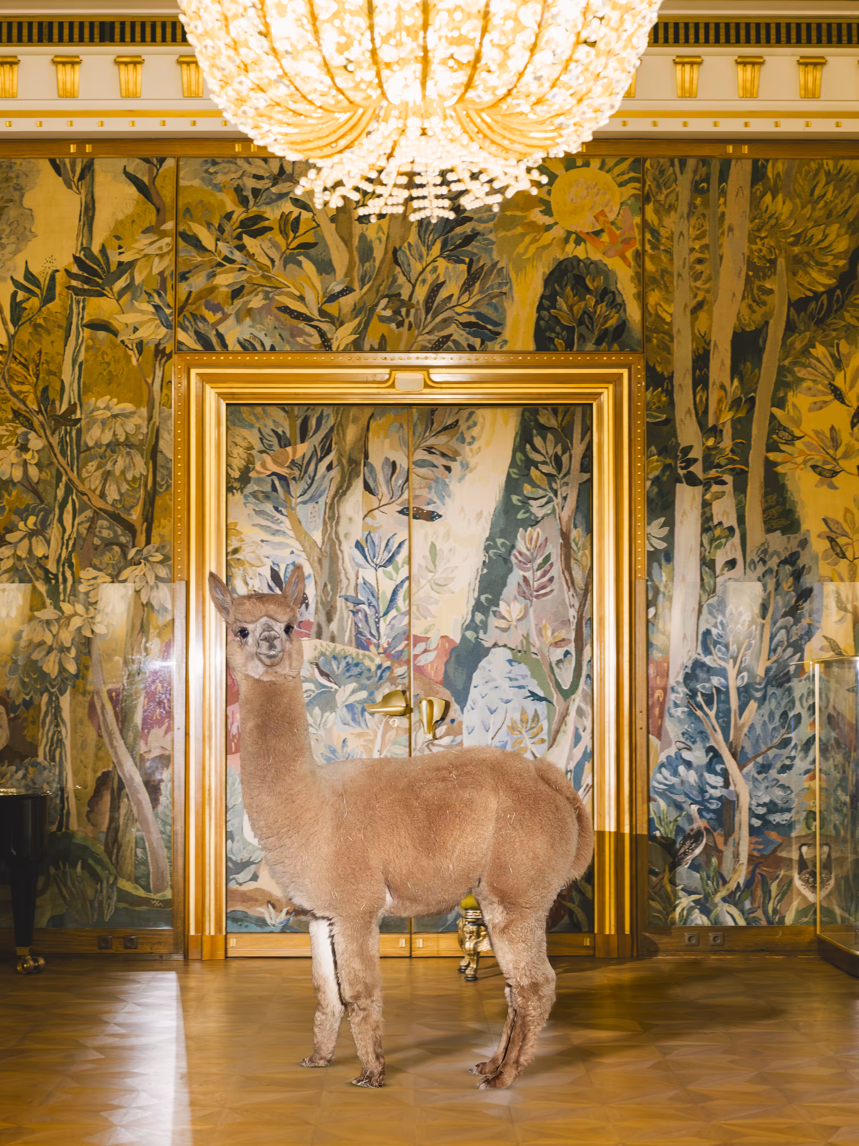 Alpaca #4