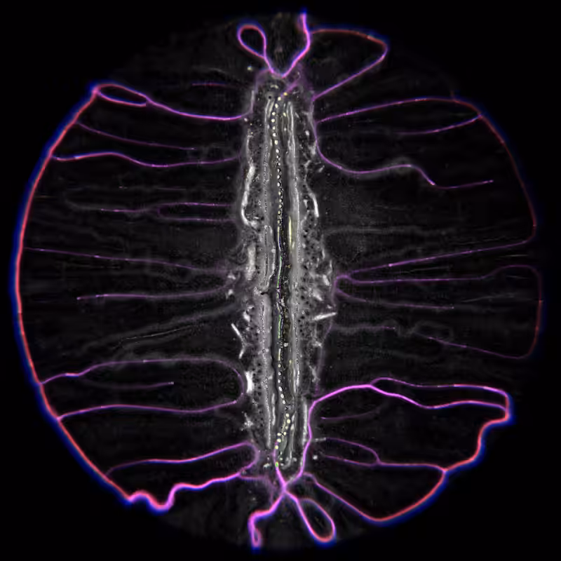 Ethereal Microcosm #196